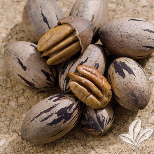 A green letter t on a white background.