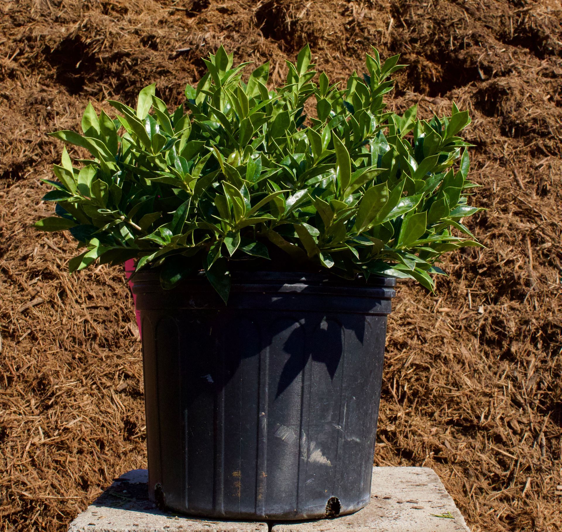 A plant in a black pot is sitting on a wooden table