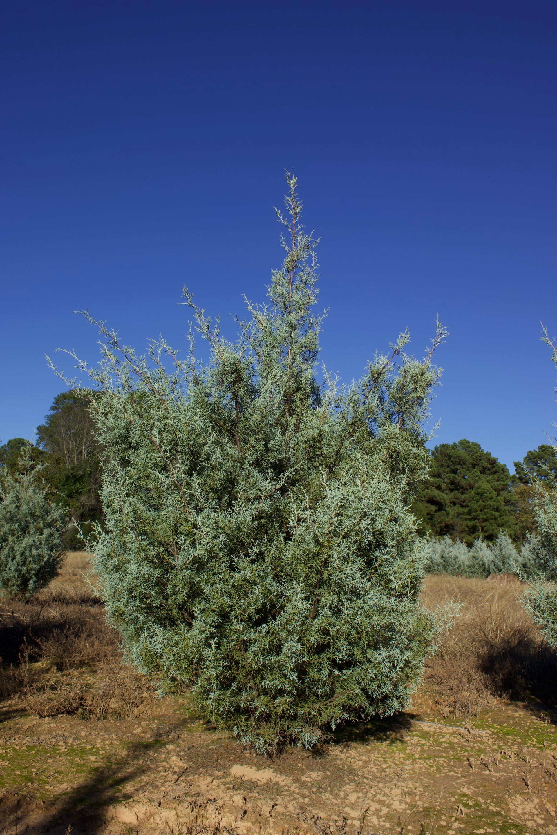 A tree in a field with a blue sky in the background.