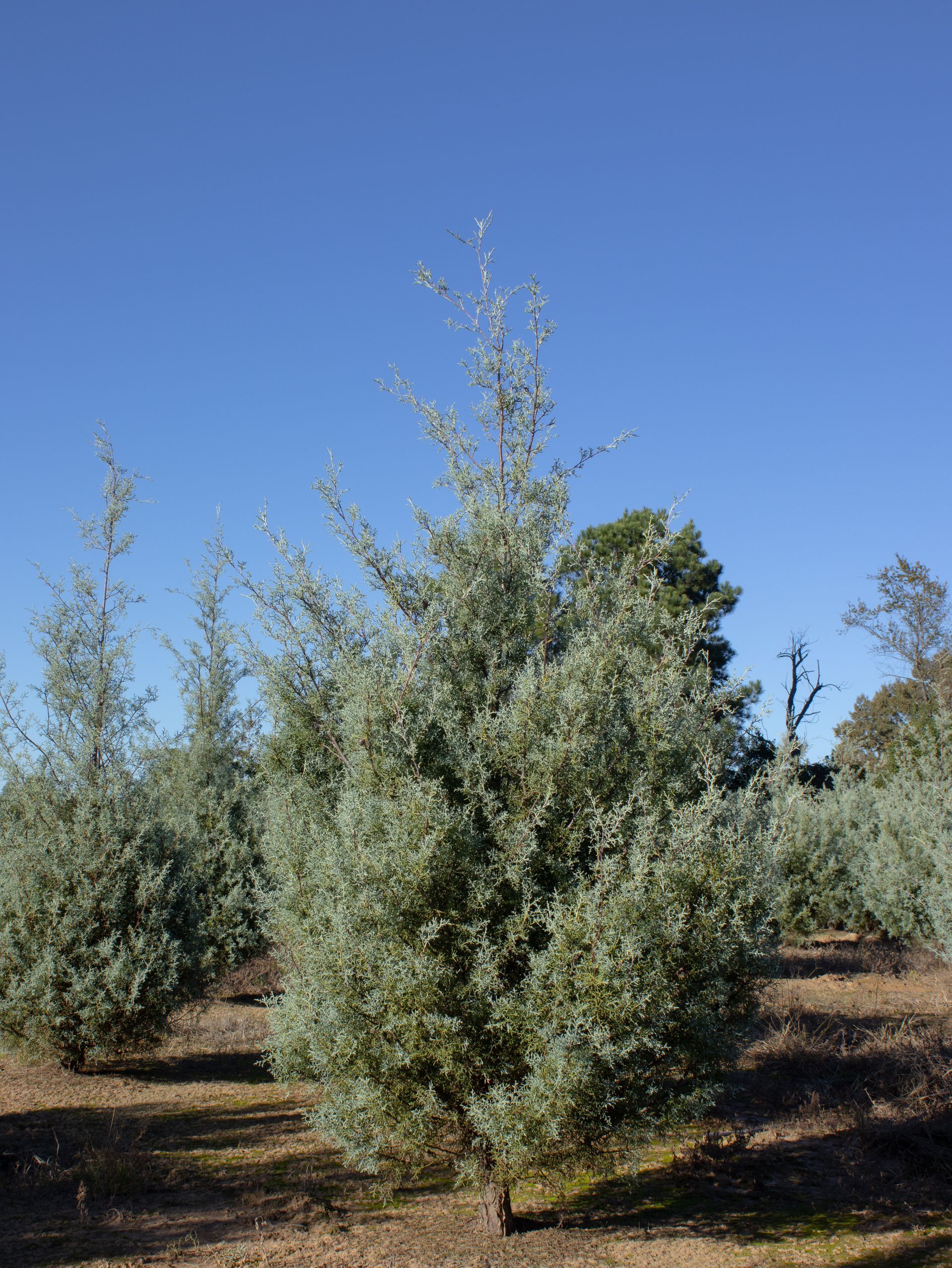 A row of trees in a field with a blue sky in the background.