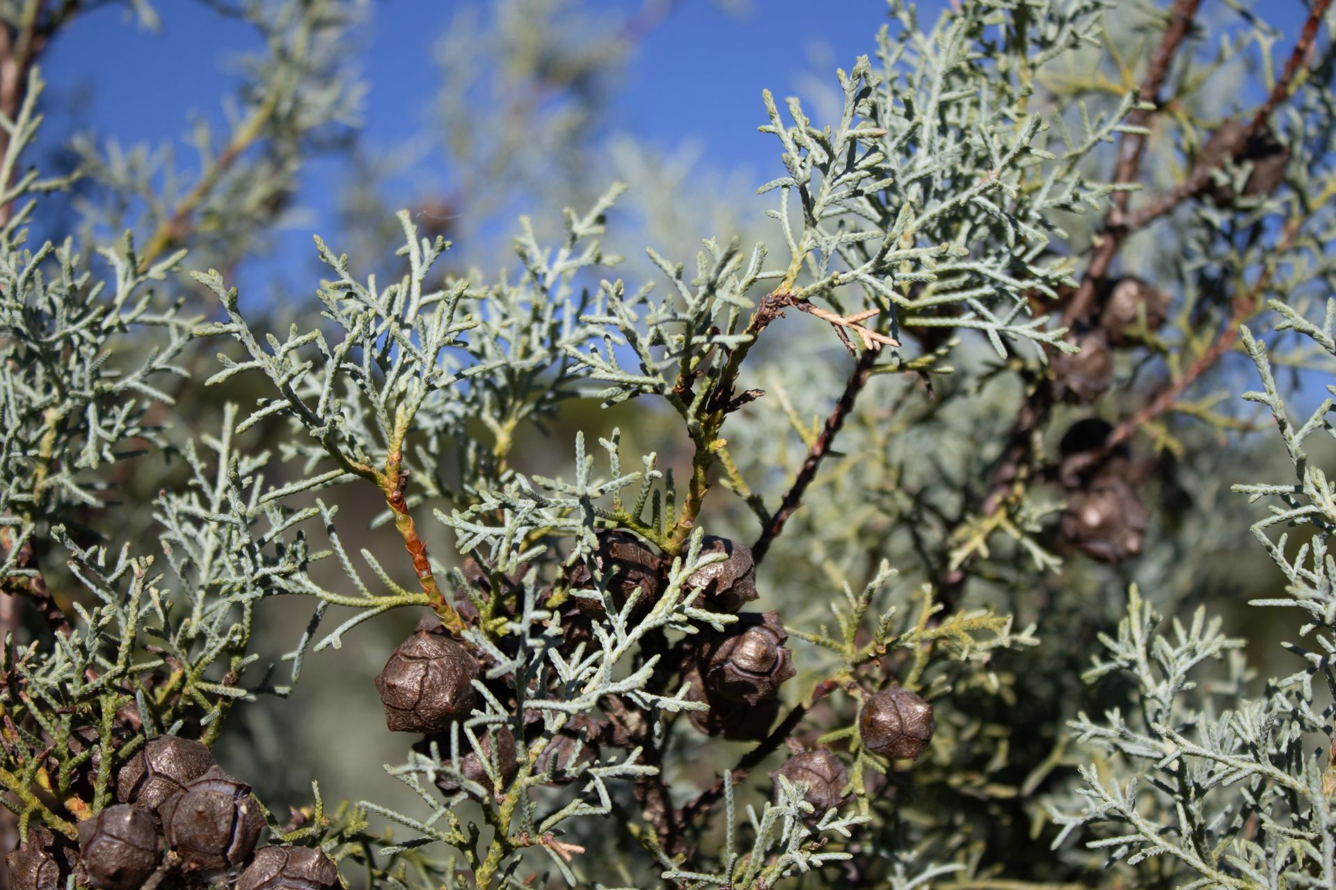 A close up of a tree branch with pine cones hanging from it.