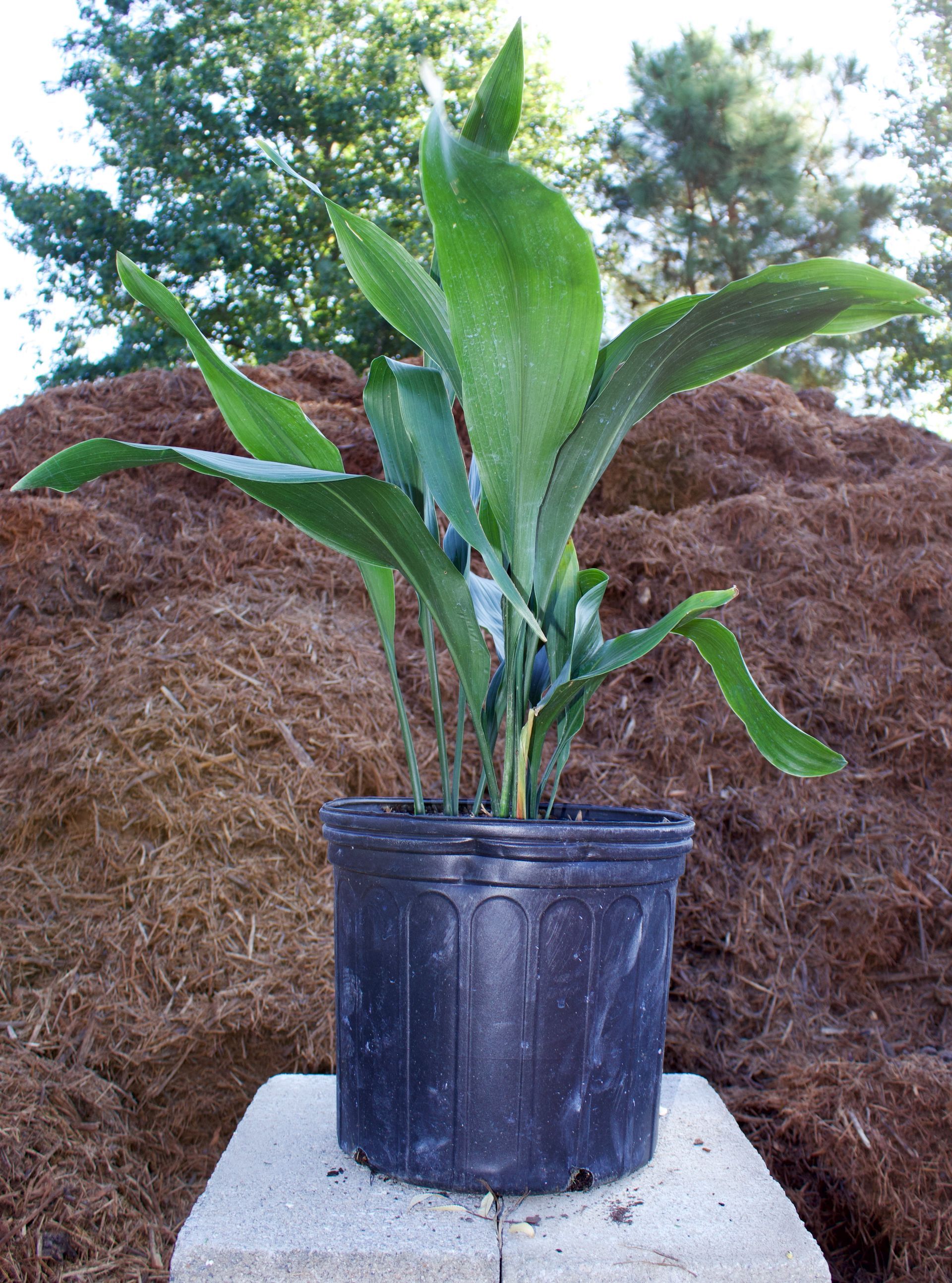 A potted plant is sitting on a concrete block in front of a pile of mulch.