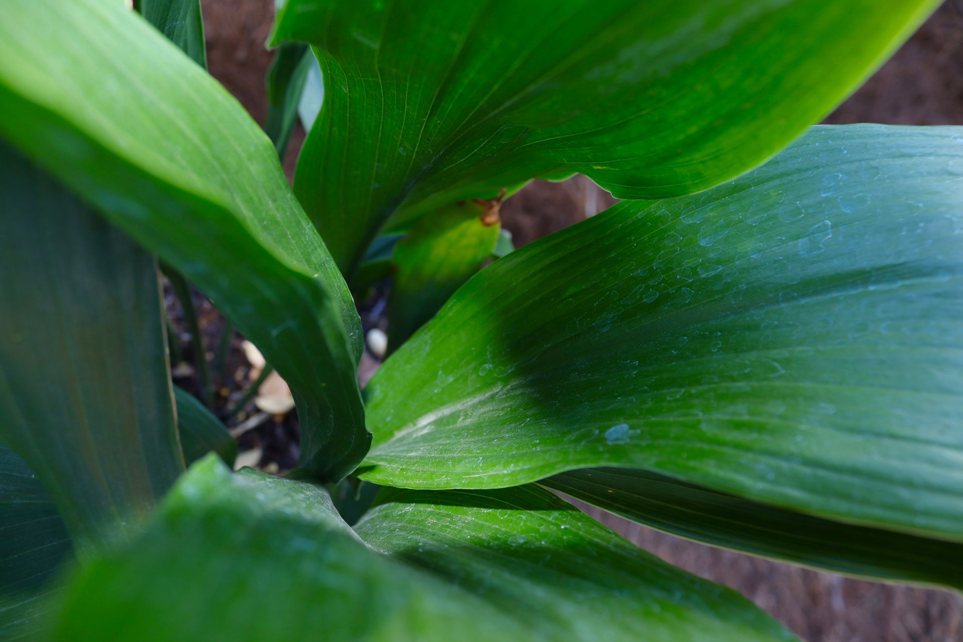 A close up of a green leaf of a plant.
