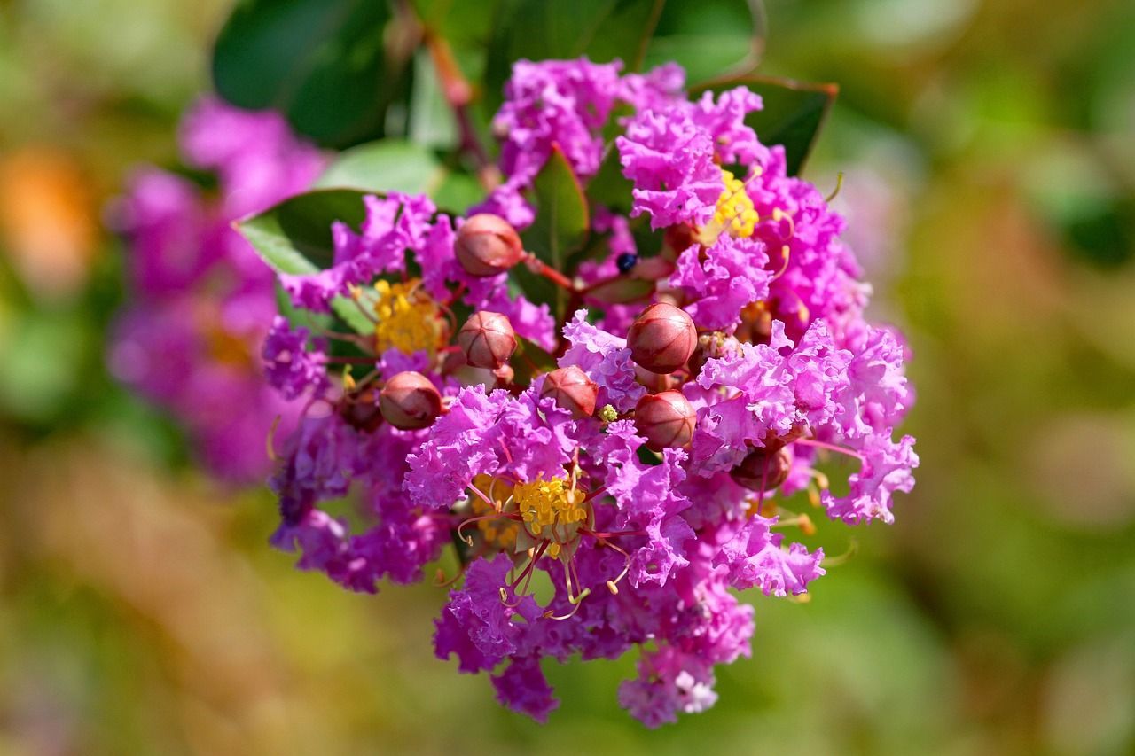A close up of a purple flower with a yellow center.