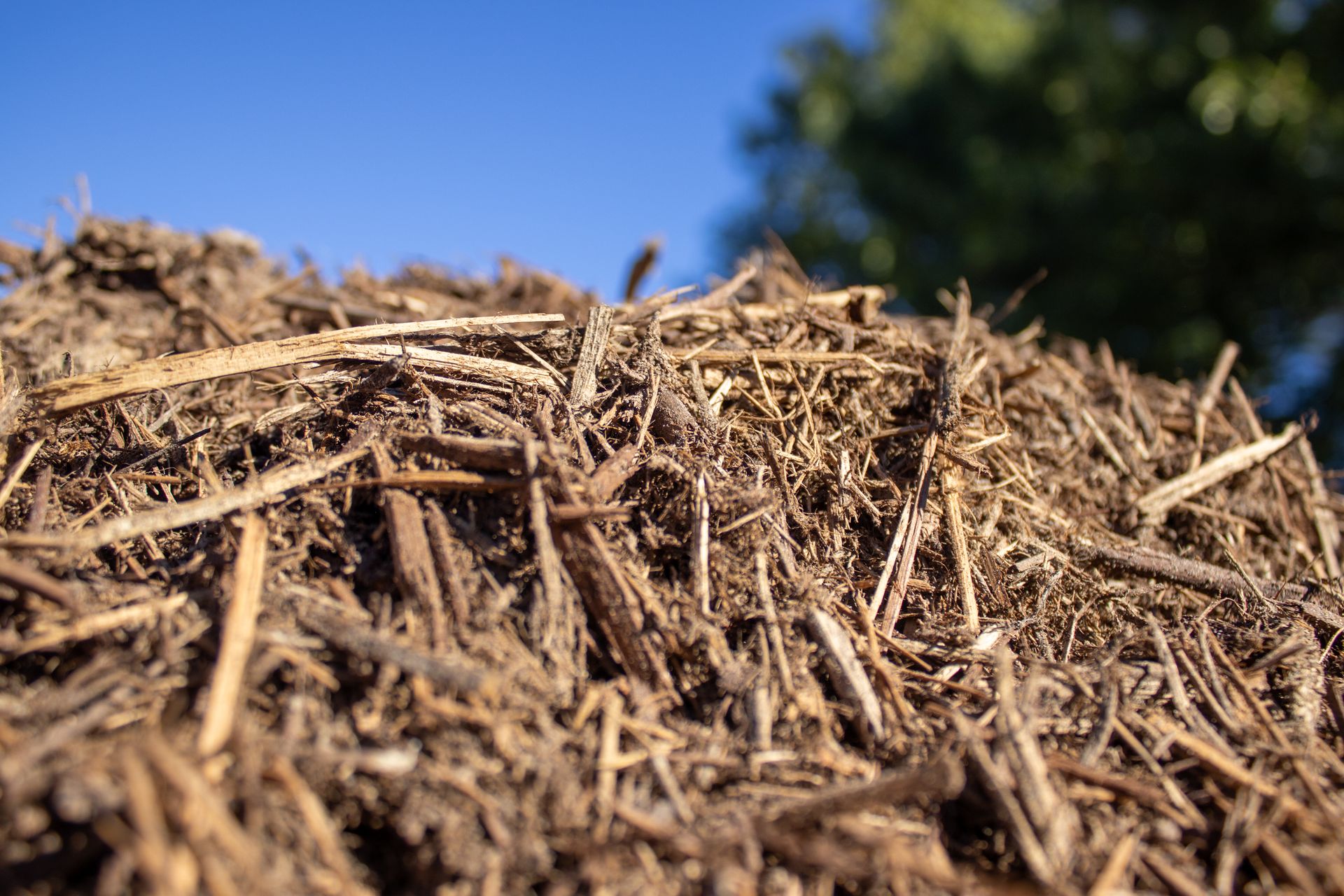 A pile of wood chips against a blue sky with trees in the background.