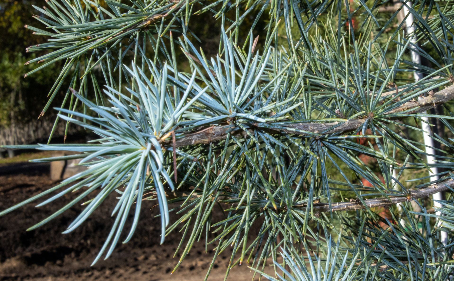 A close up of a pine tree branch with blue needles