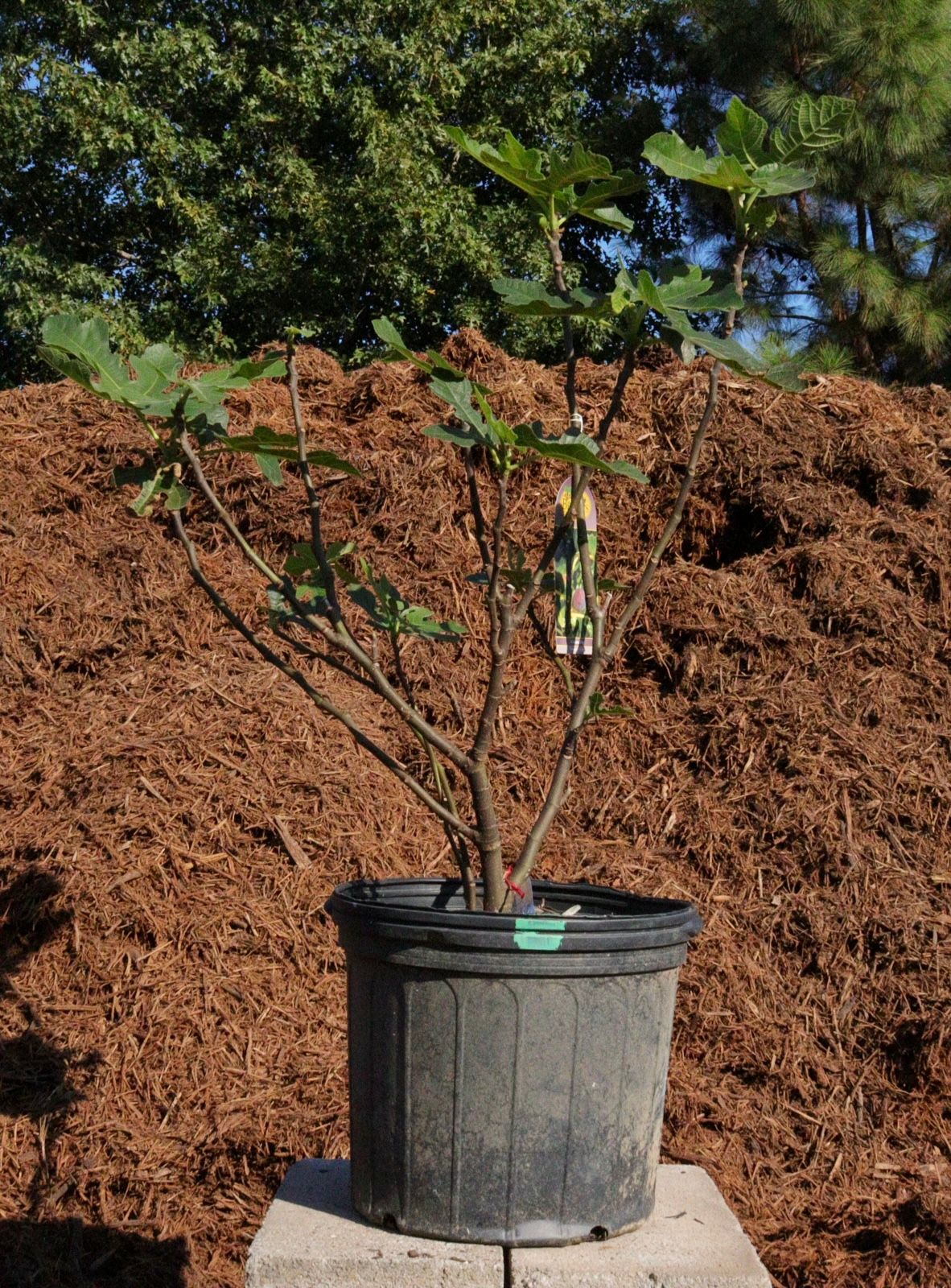 A potted plant is sitting in front of a pile of mulch.