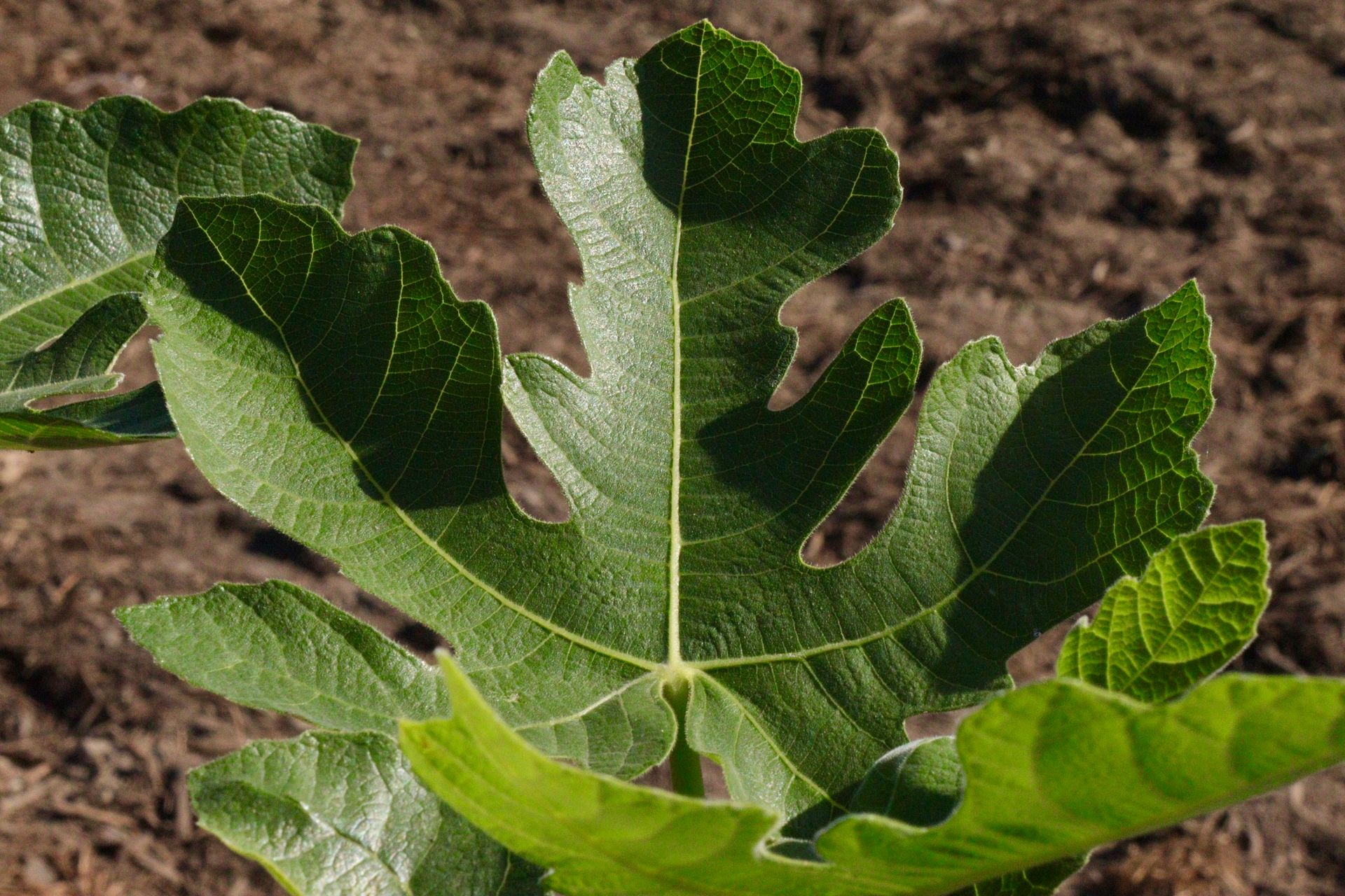 A close up of a green leaf on a plant.