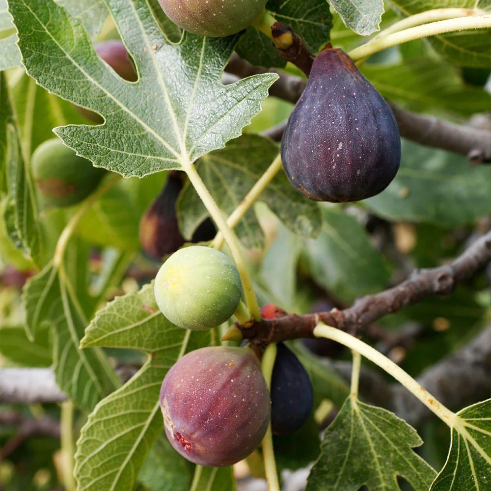 A bunch of figs are growing on a tree