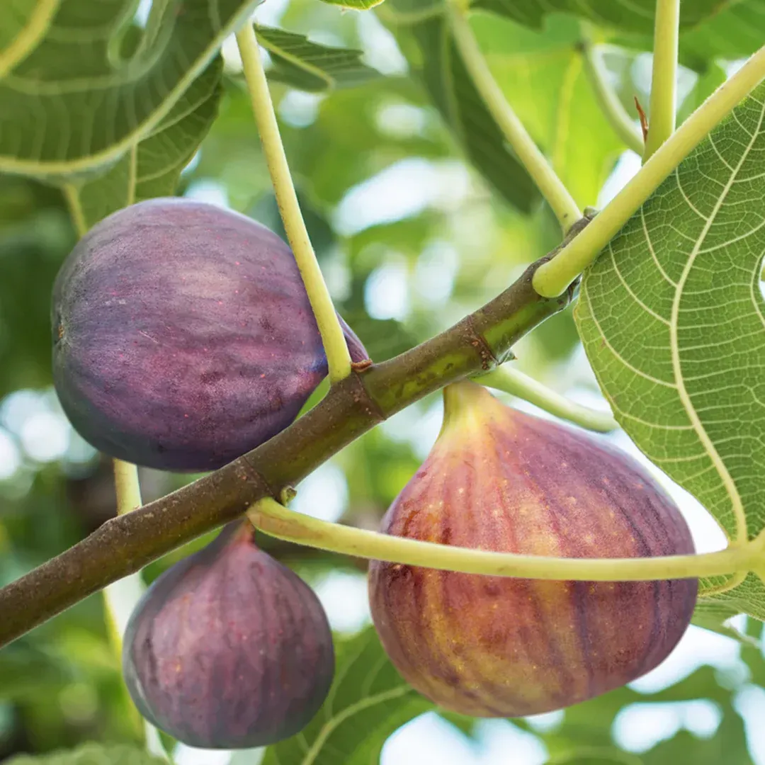 A bunch of figs hanging from a tree branch