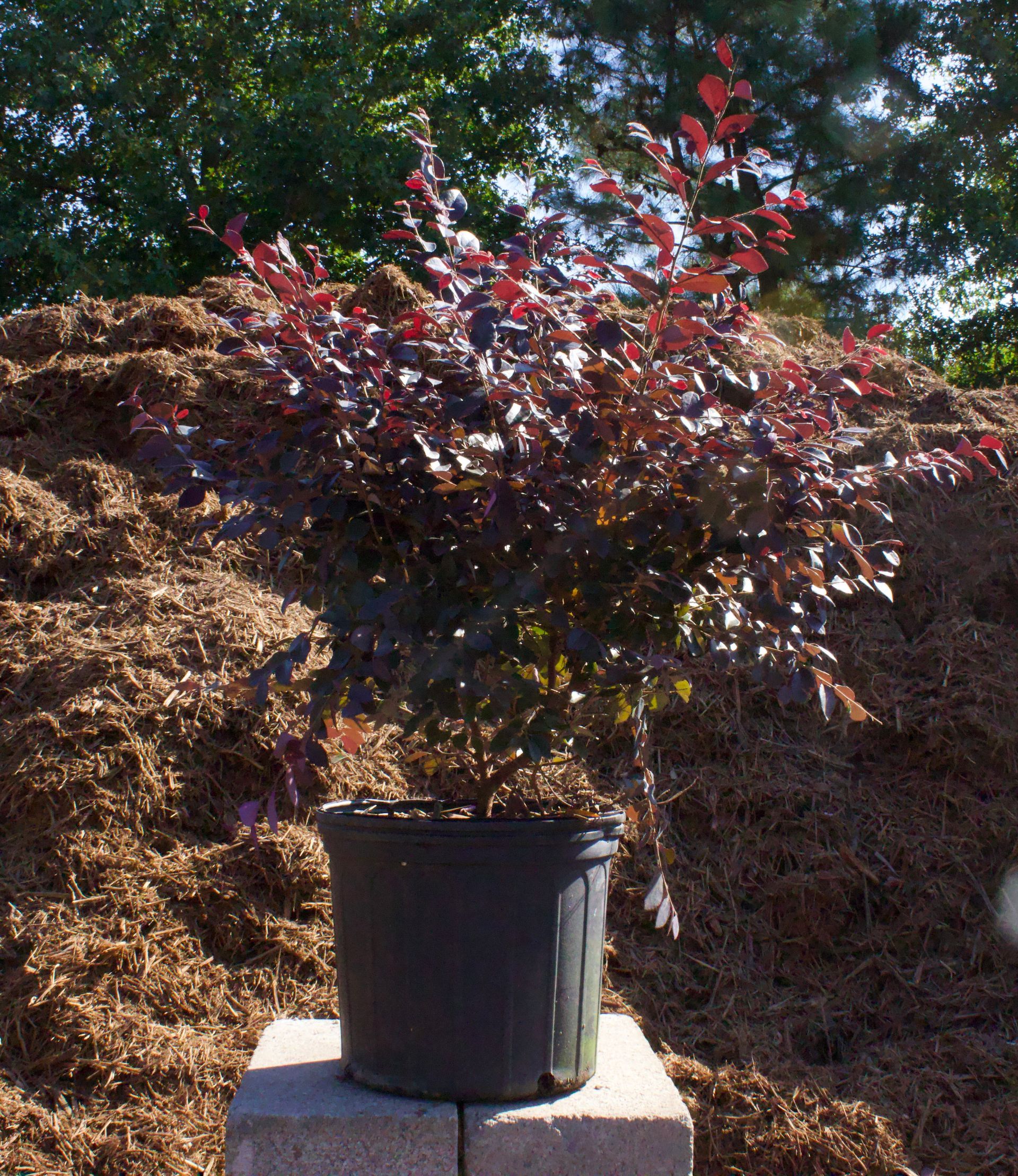 A black potted plant with red leaves is sitting on a block in front of a pile of mulch