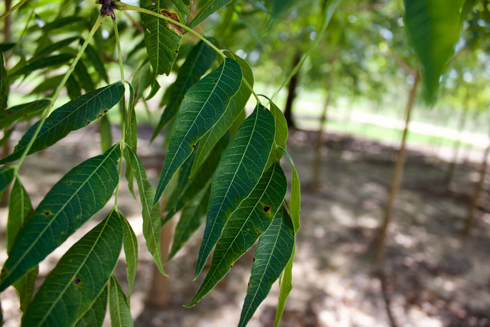 A close up of a tree with green leaves hanging from it.