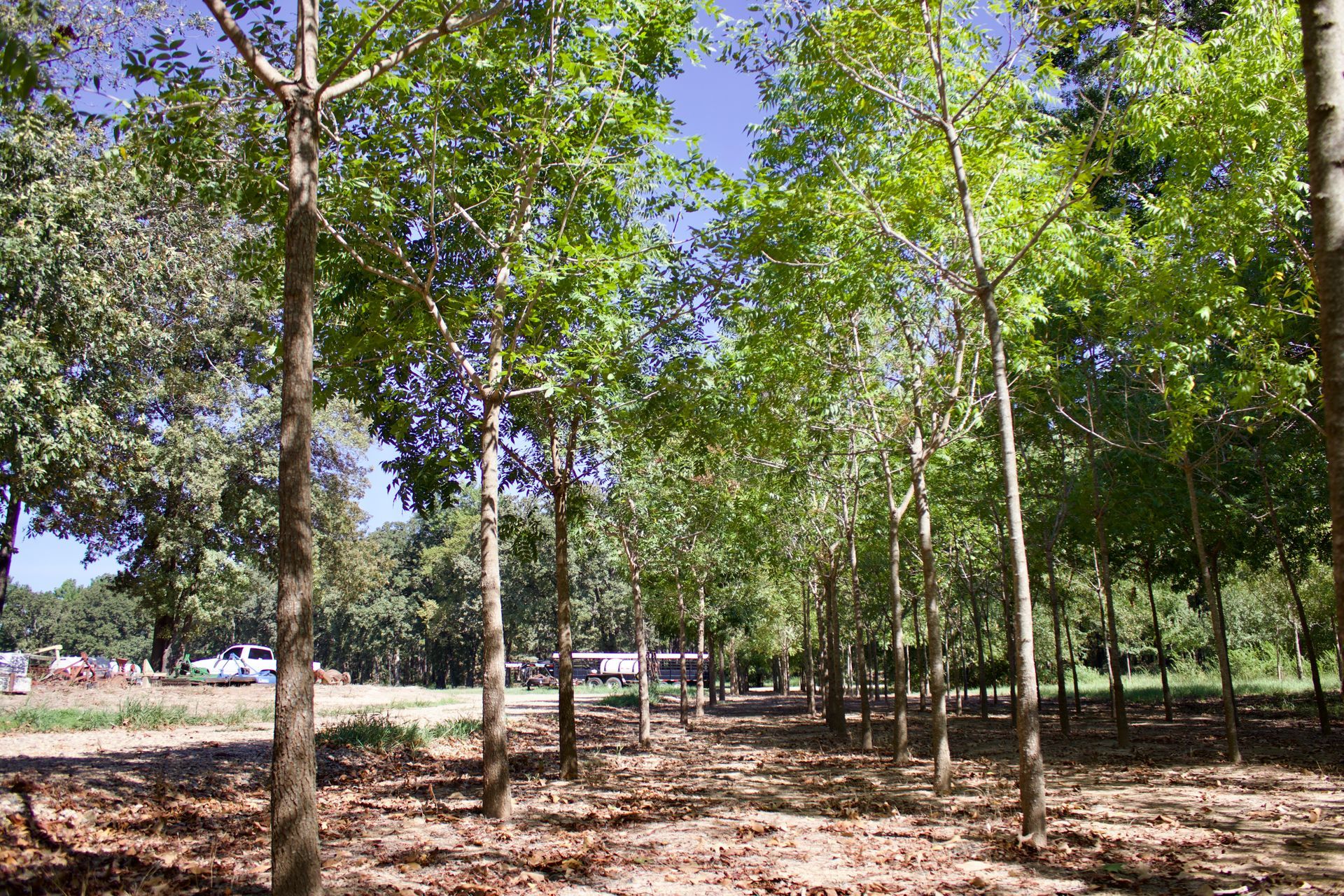 A row of trees in a forest with a blue sky in the background.