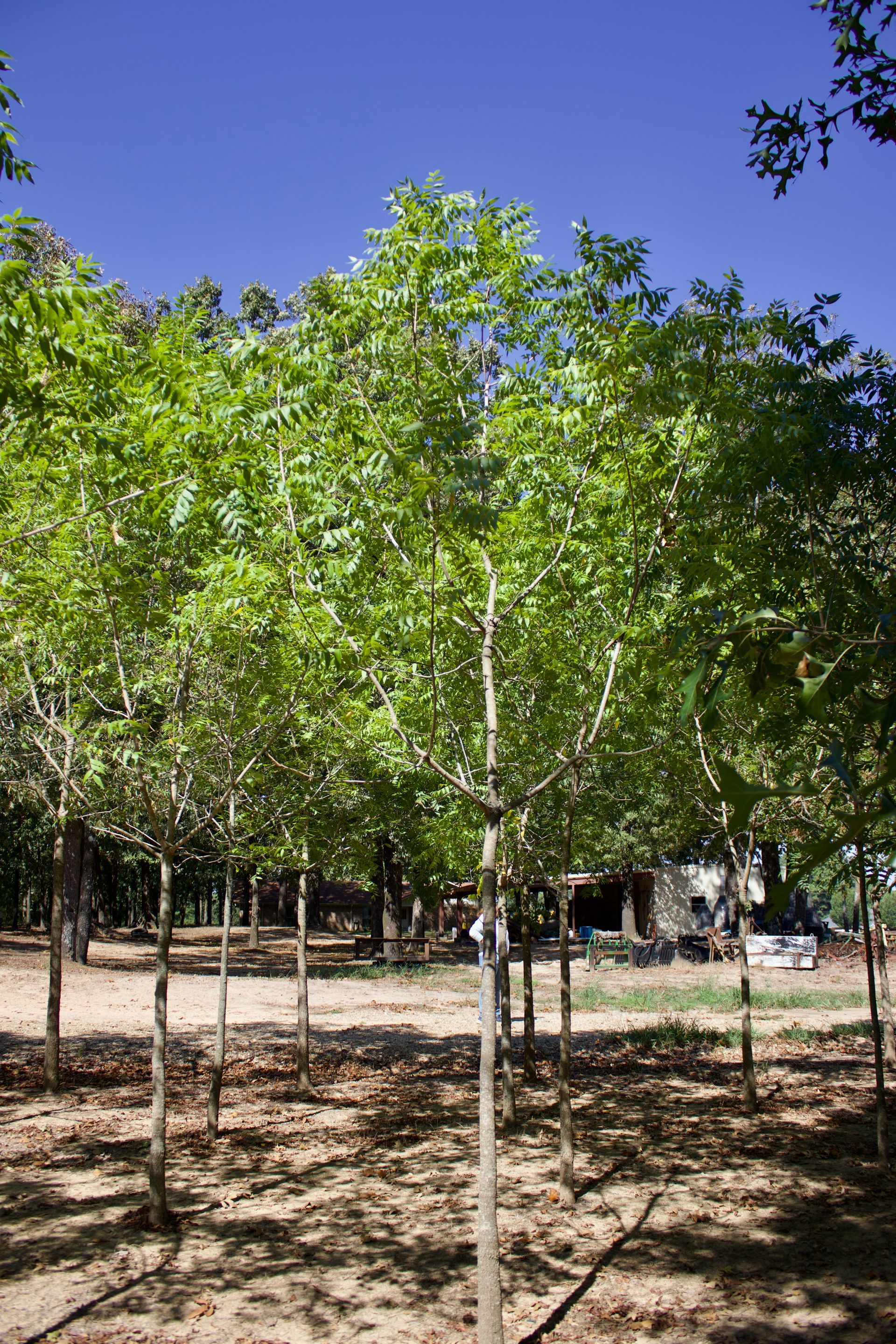 A row of trees in a park with a blue sky in the background.