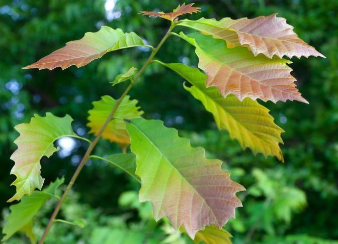 A green letter t on a white background.