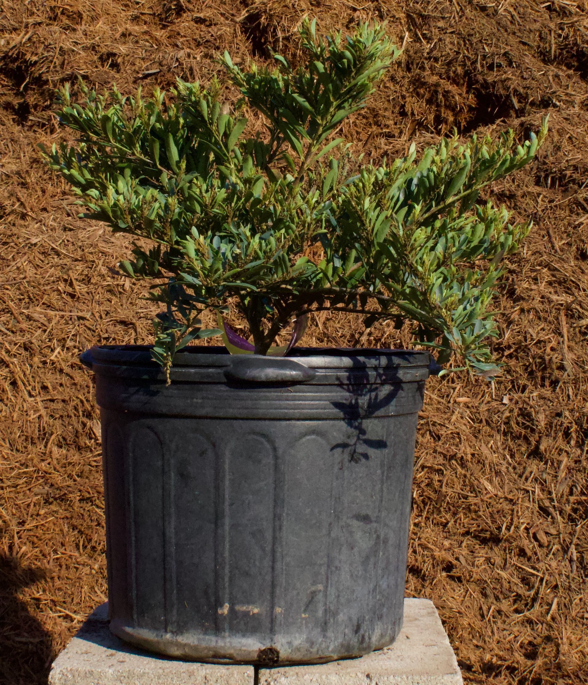 A small plant in a black pot is sitting on a concrete block