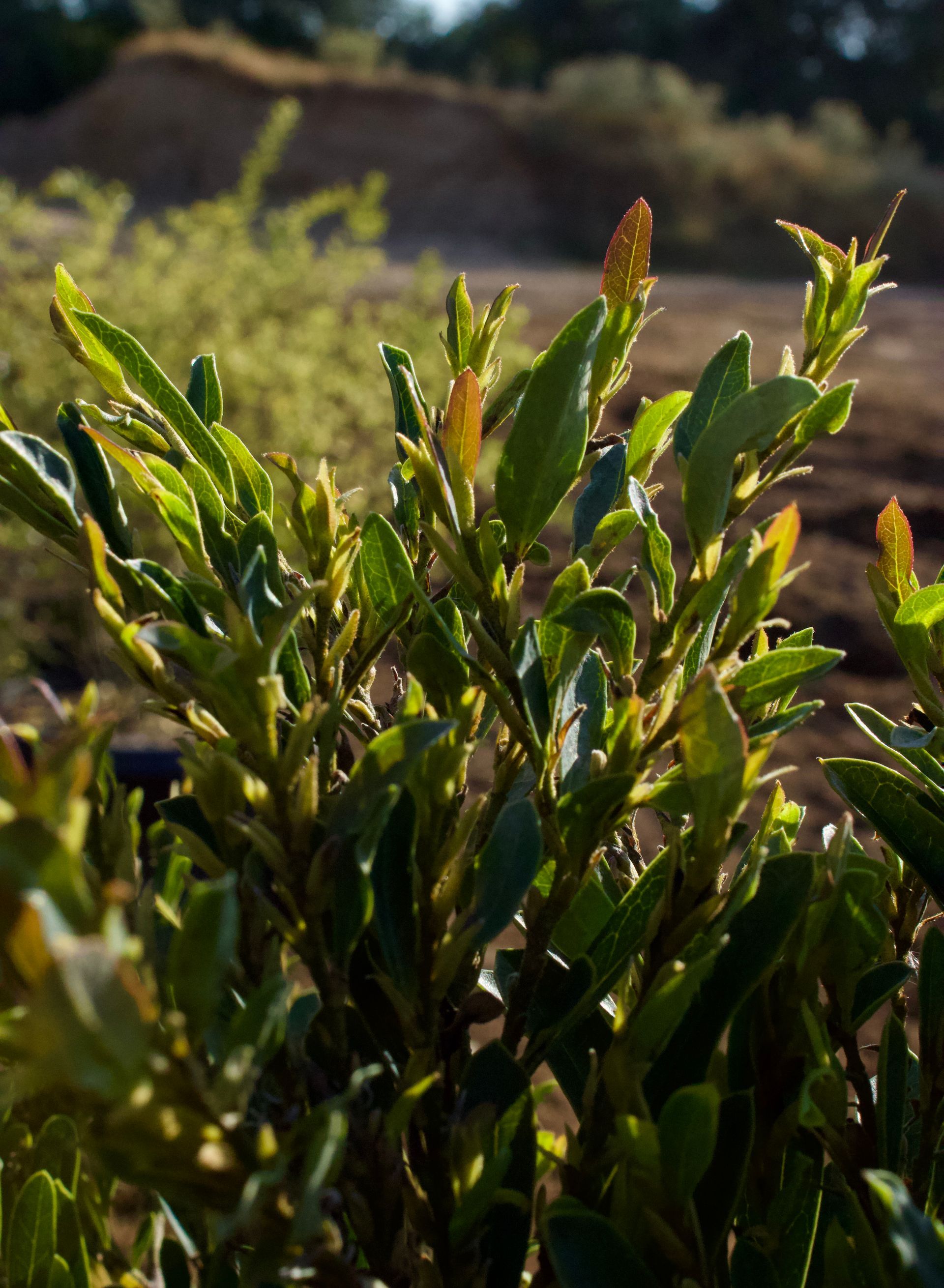 A close up of a plant with lots of leaves