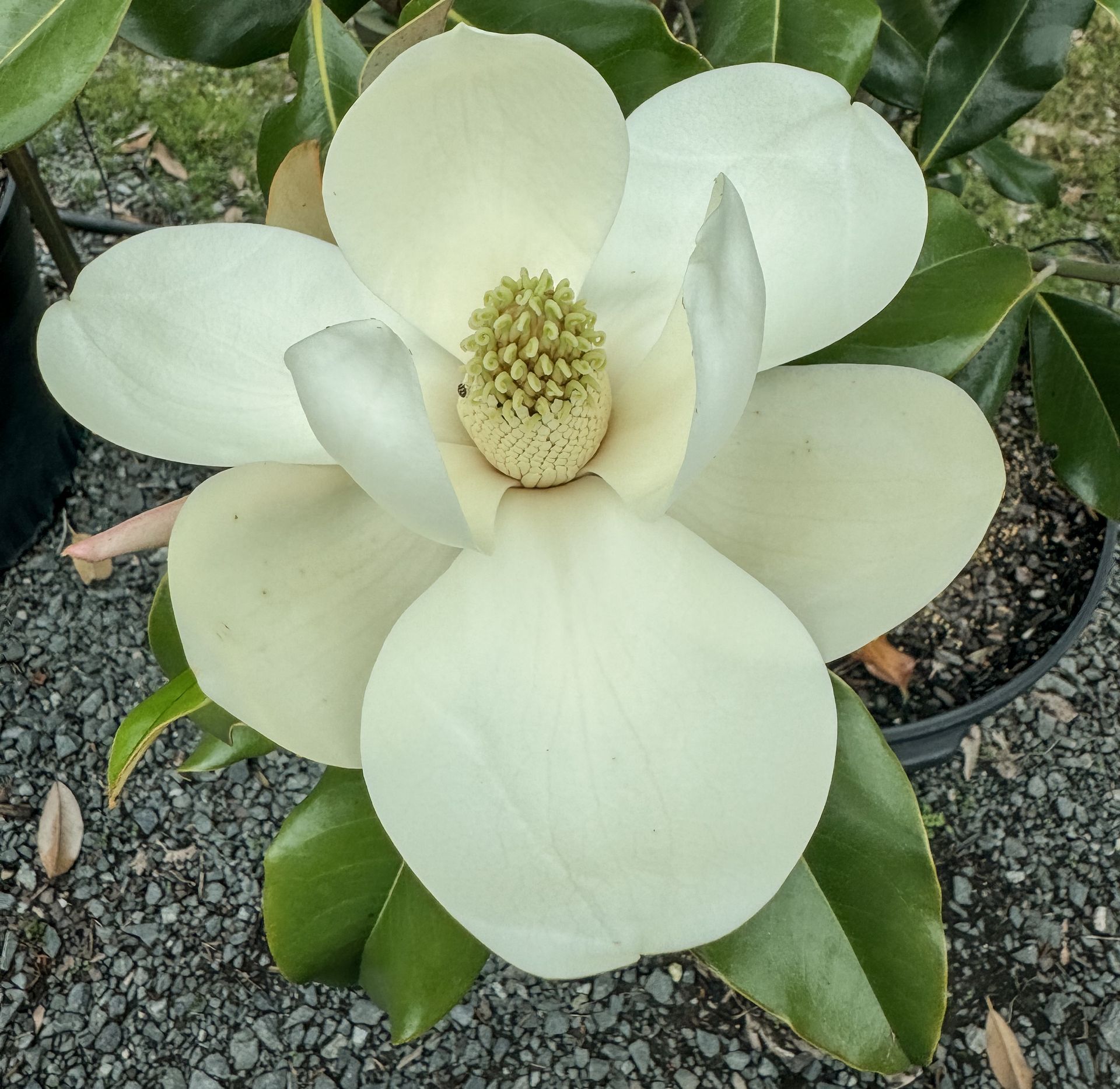 A close up of a white flower with green leaves
