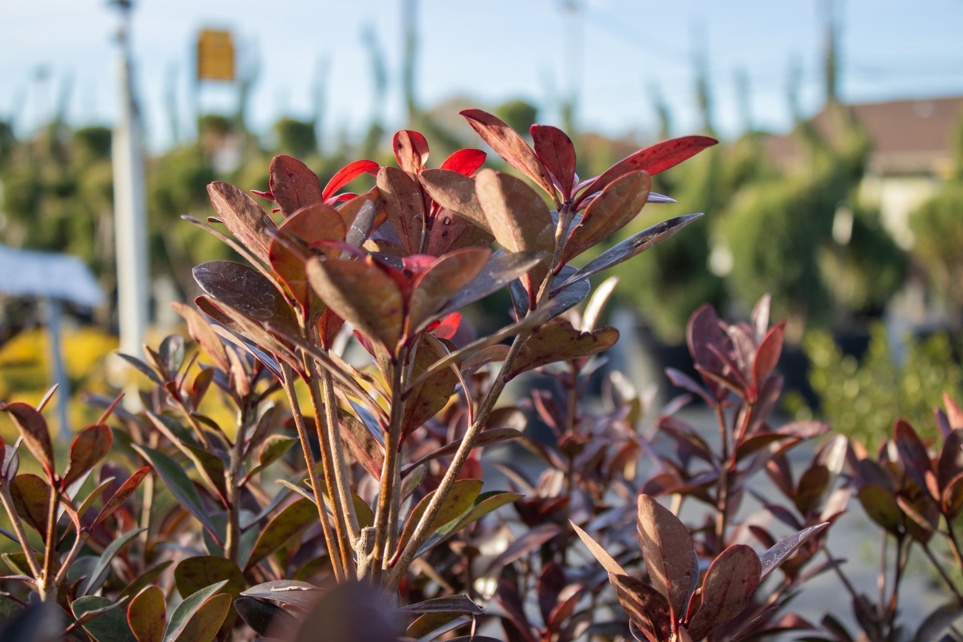 A close up of a plant with red leaves in a garden.