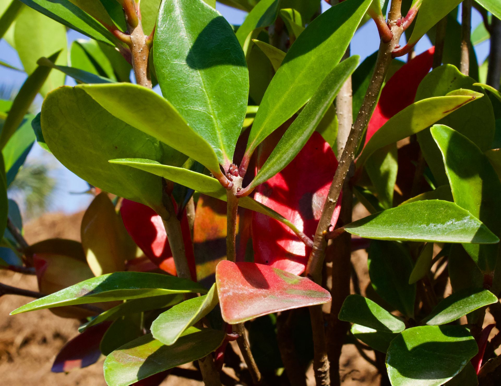 A close up of a plant with green leaves and red flowers