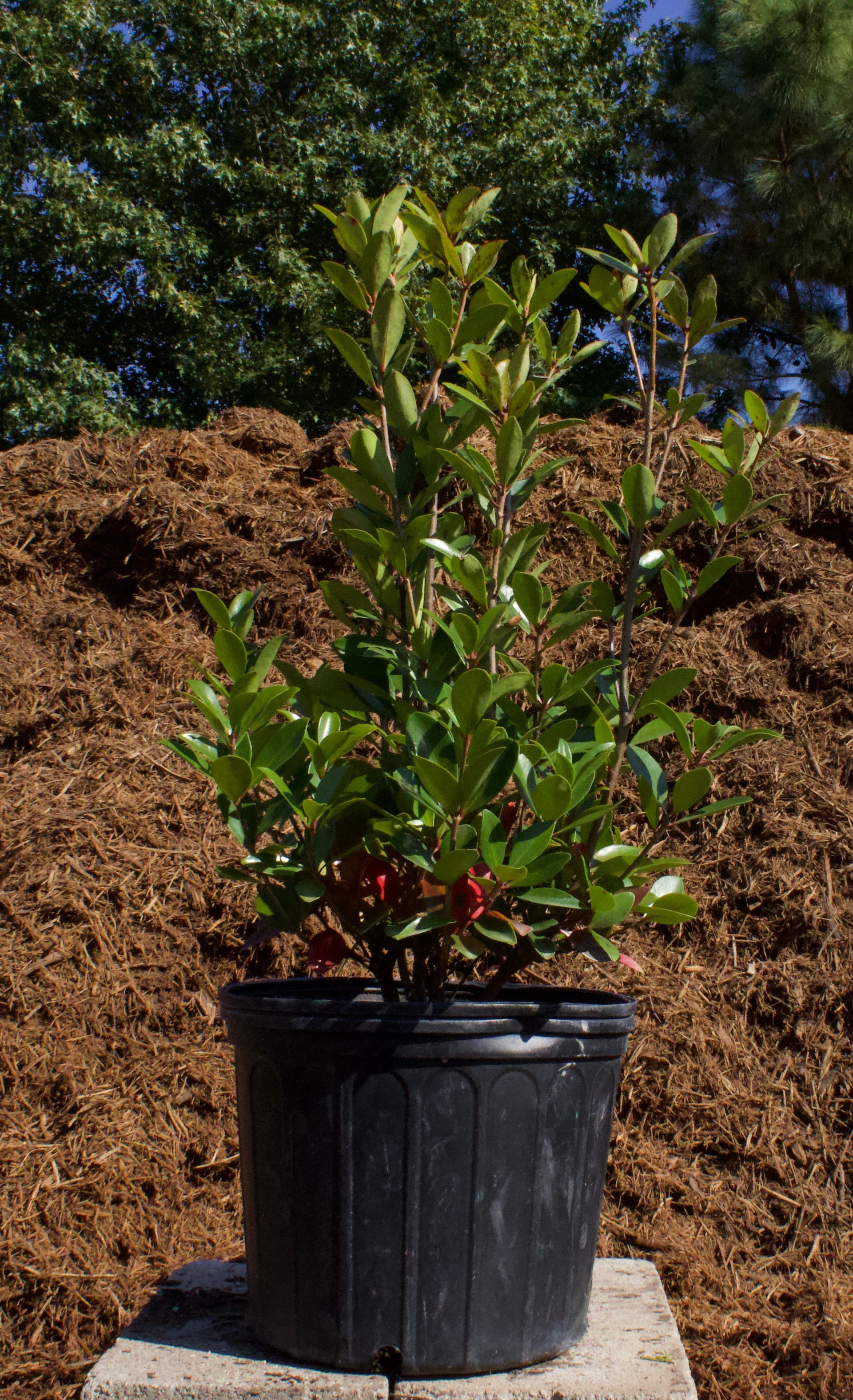 A potted plant with red berries is sitting on top of a pile of mulch.