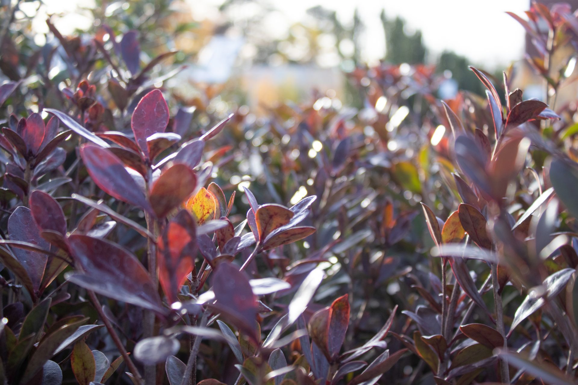 A close up of a bush with purple leaves
