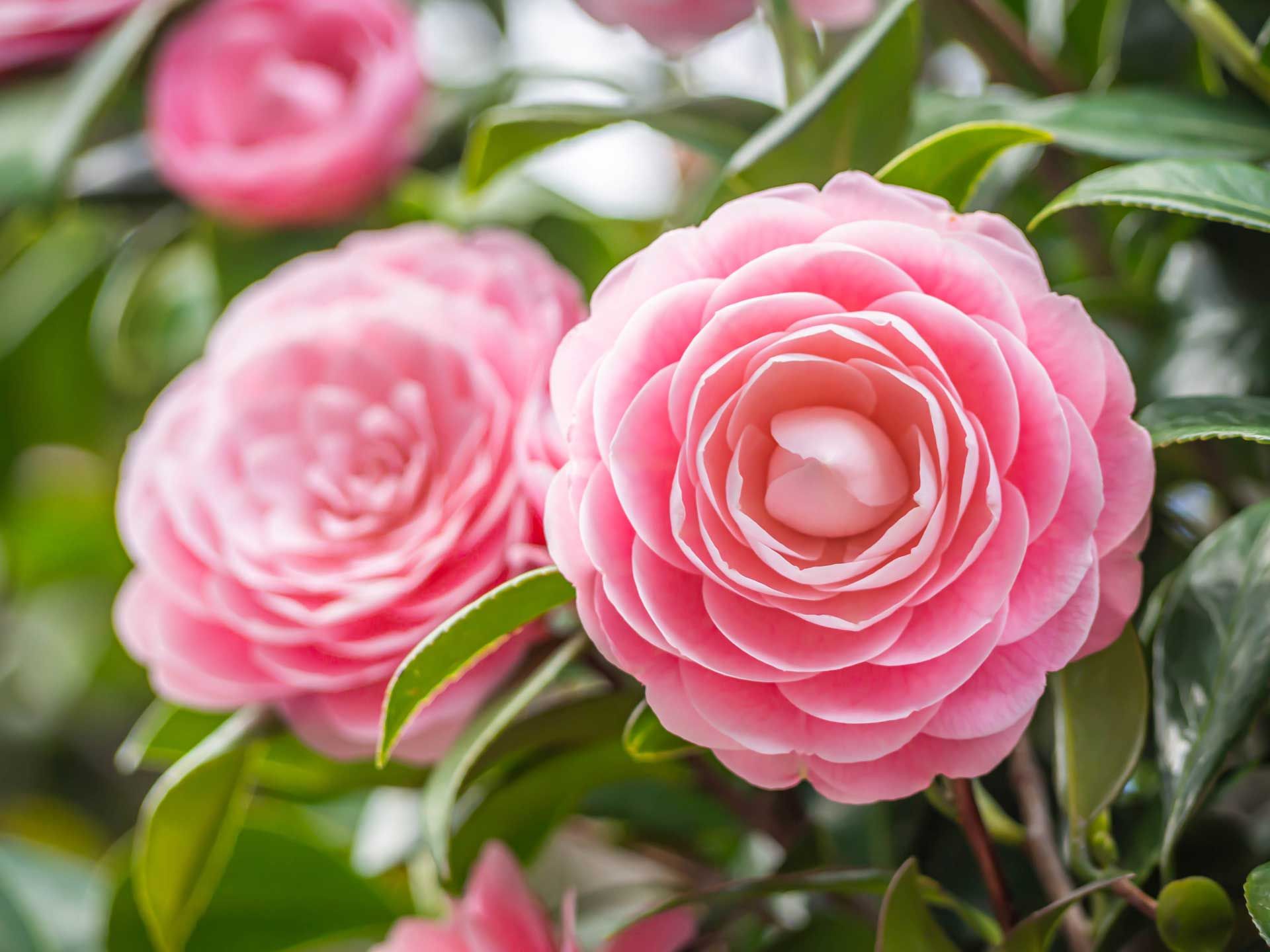 A close up of a pink camellia flower on a tree.