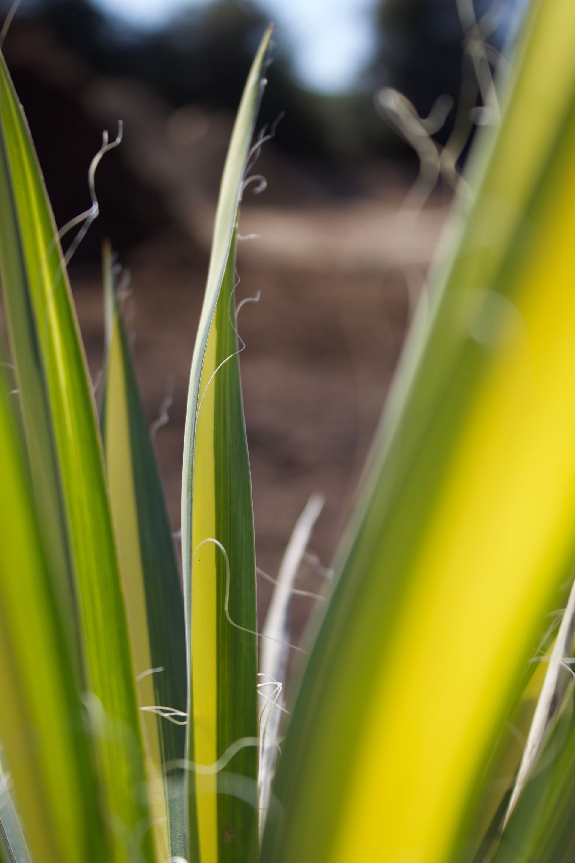 A close up of a plant with yellow and green leaves.