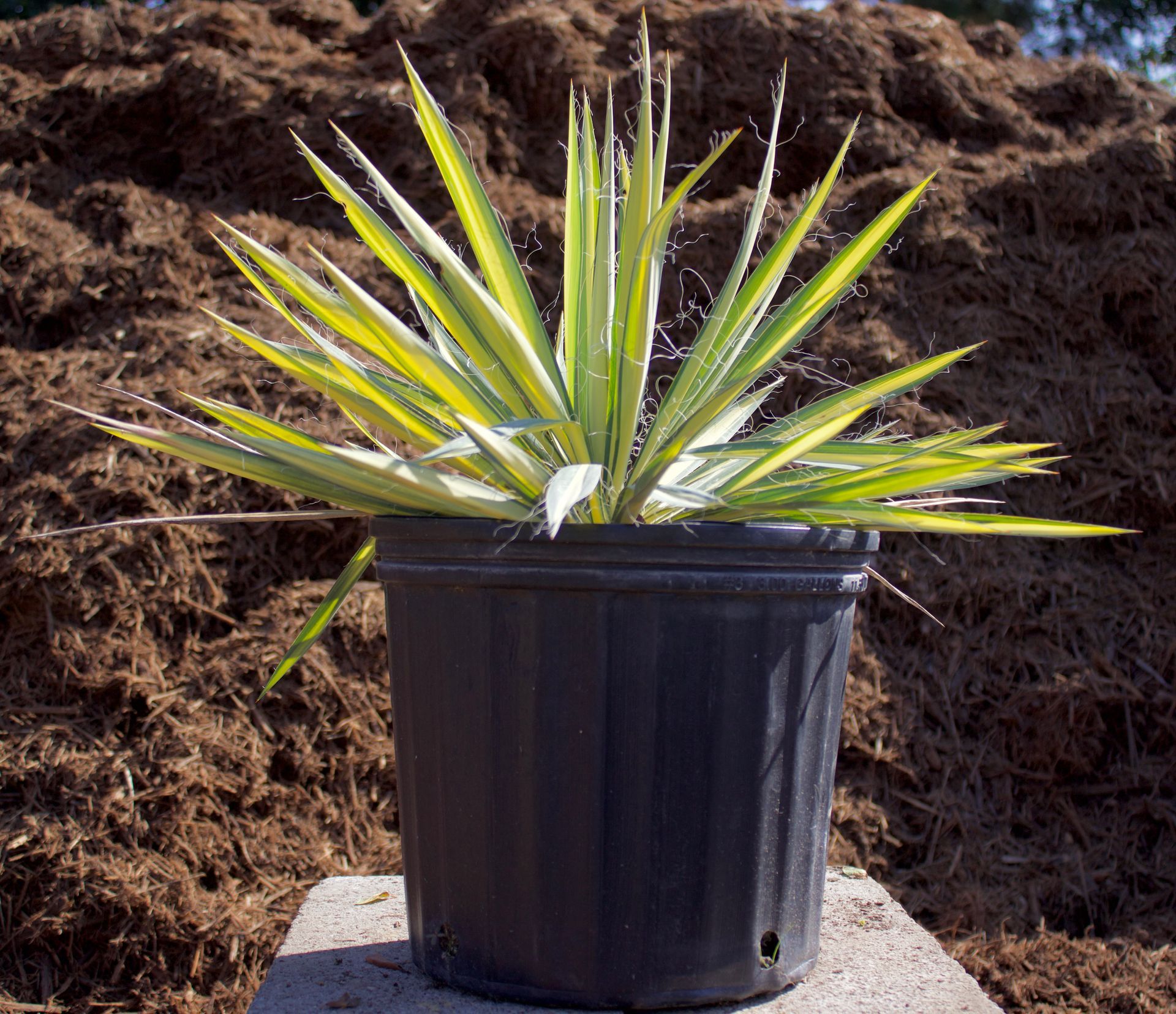 A plant in a black pot is sitting in front of a pile of mulch