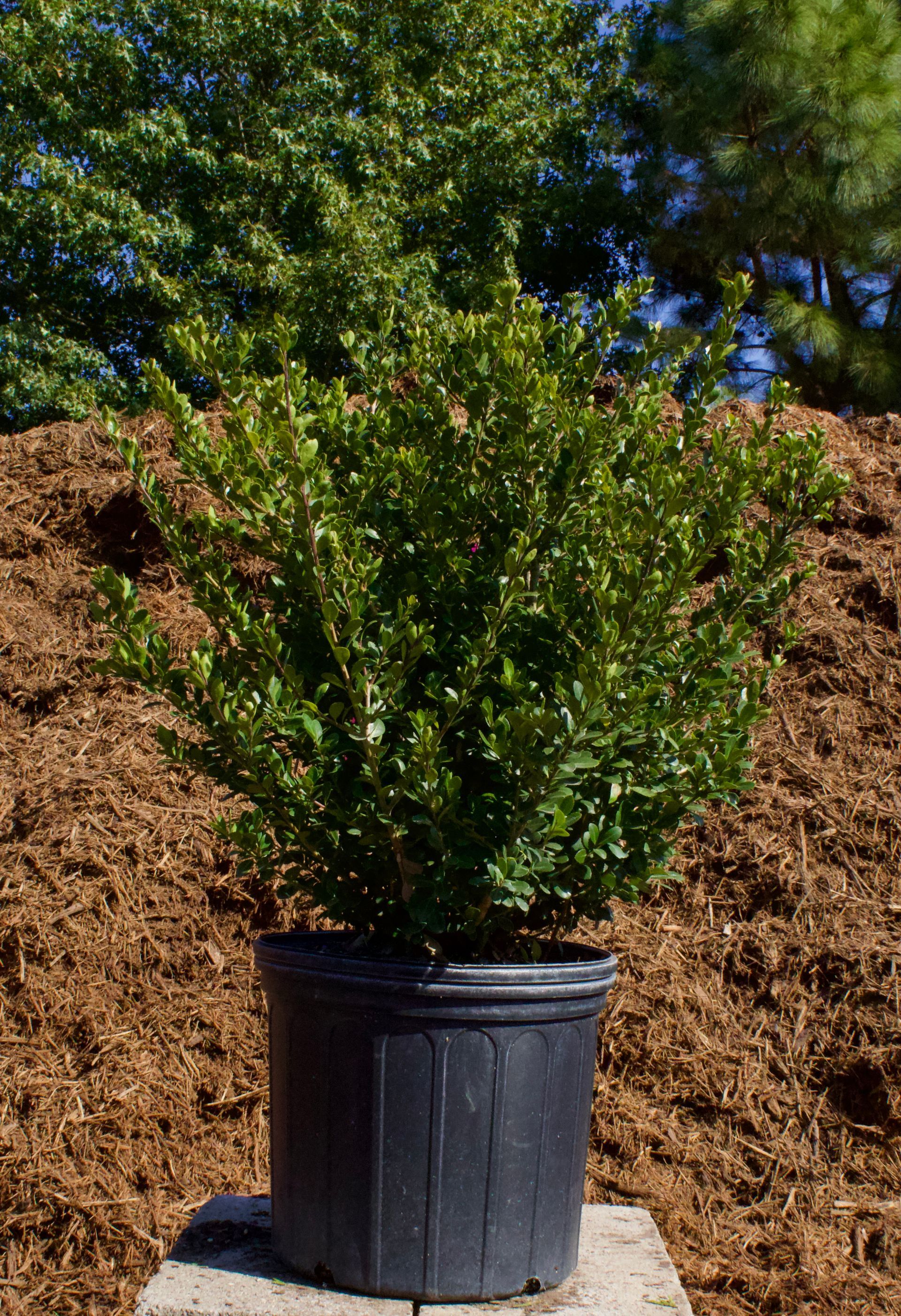 A plant in a black pot is sitting on a rock in front of a pile of mulch.