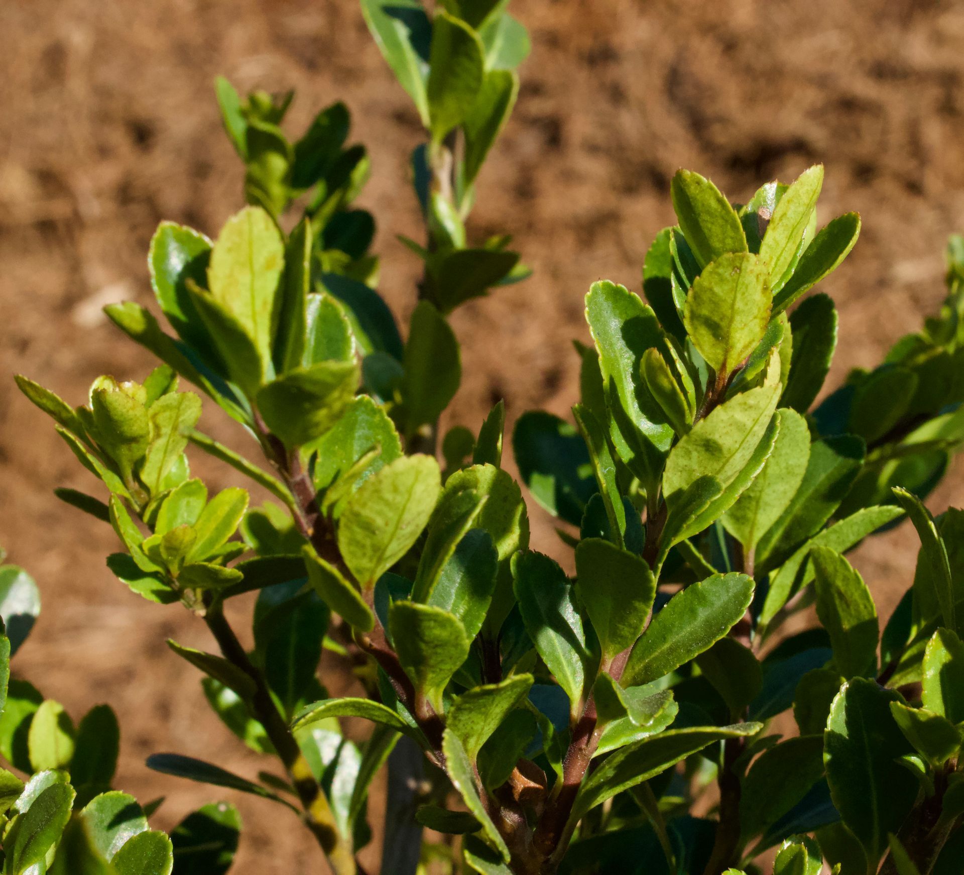 A close up of a plant with lots of green leaves