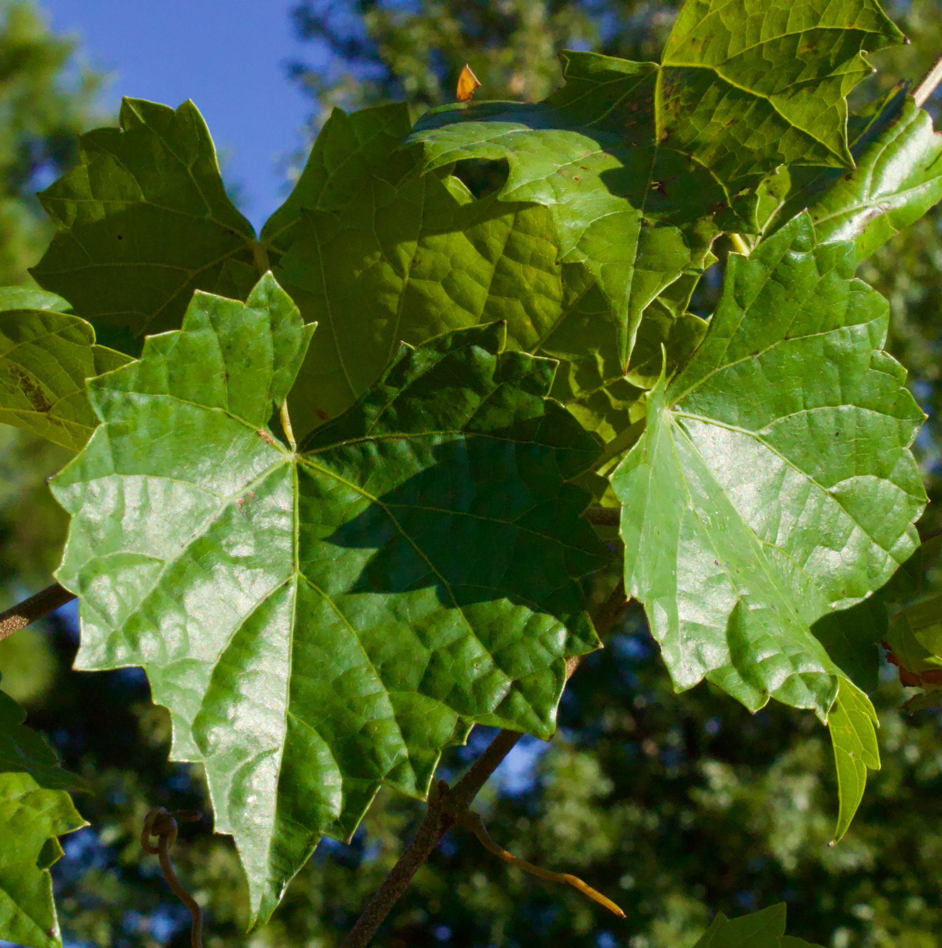 A bunch of green leaves on a tree branch