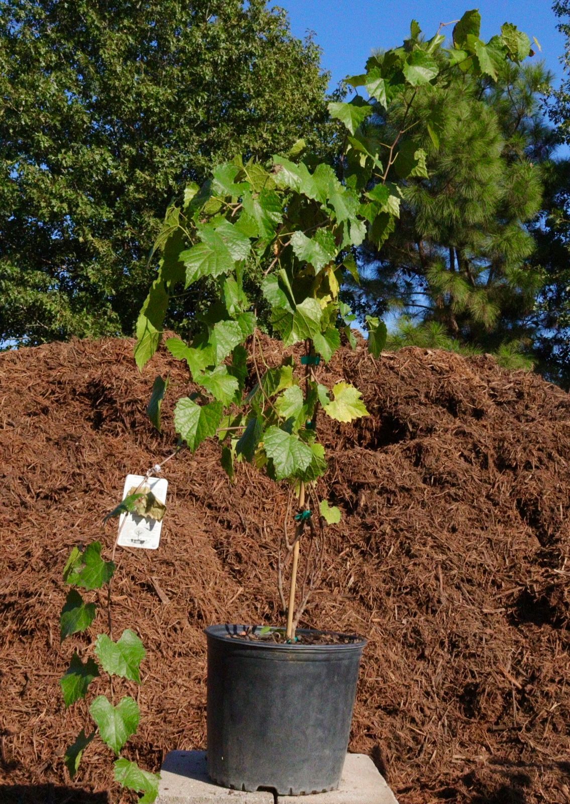 A small plant in a black pot is sitting in front of a pile of mulch.