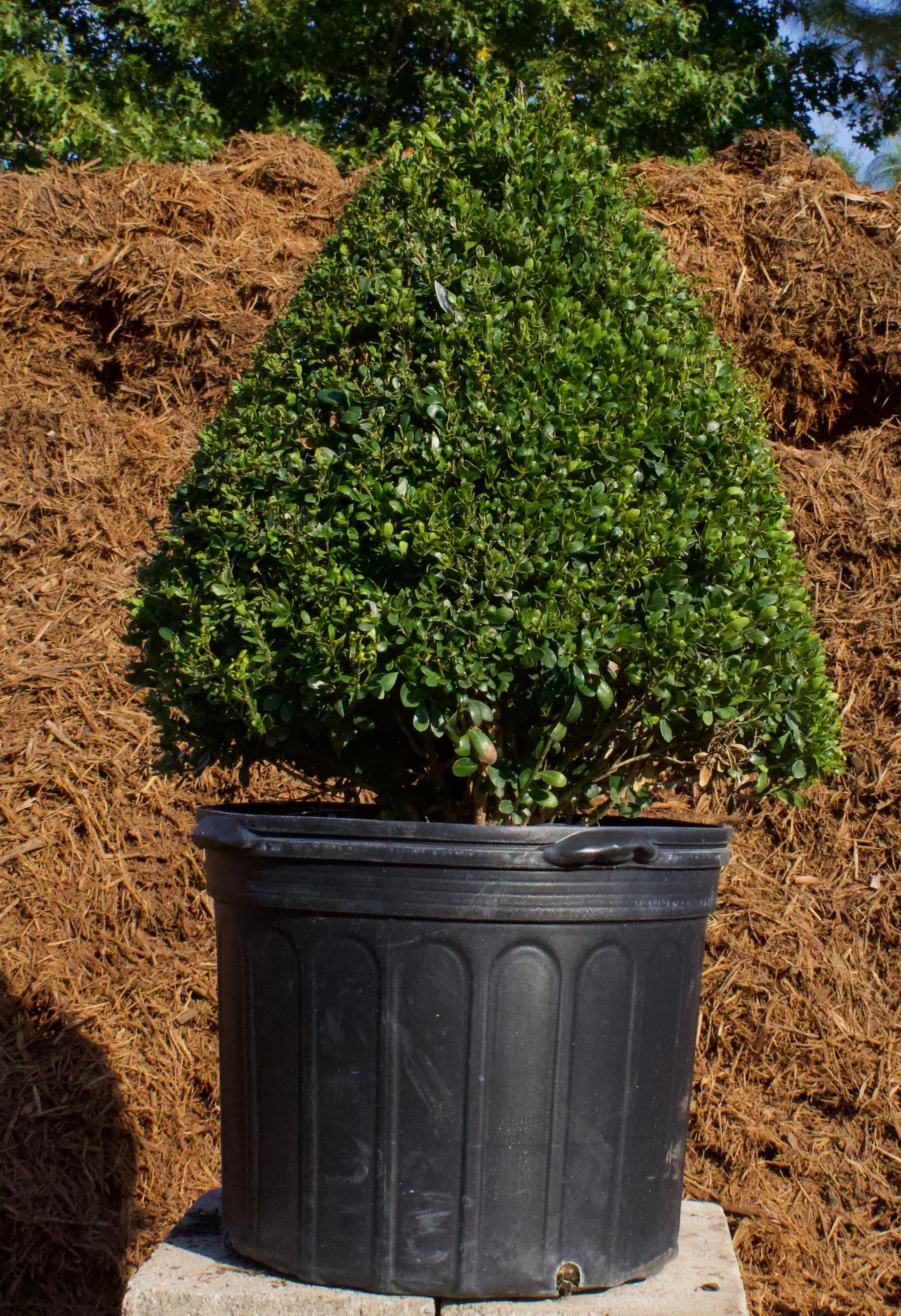 A small tree in a black pot is sitting in front of a pile of mulch.