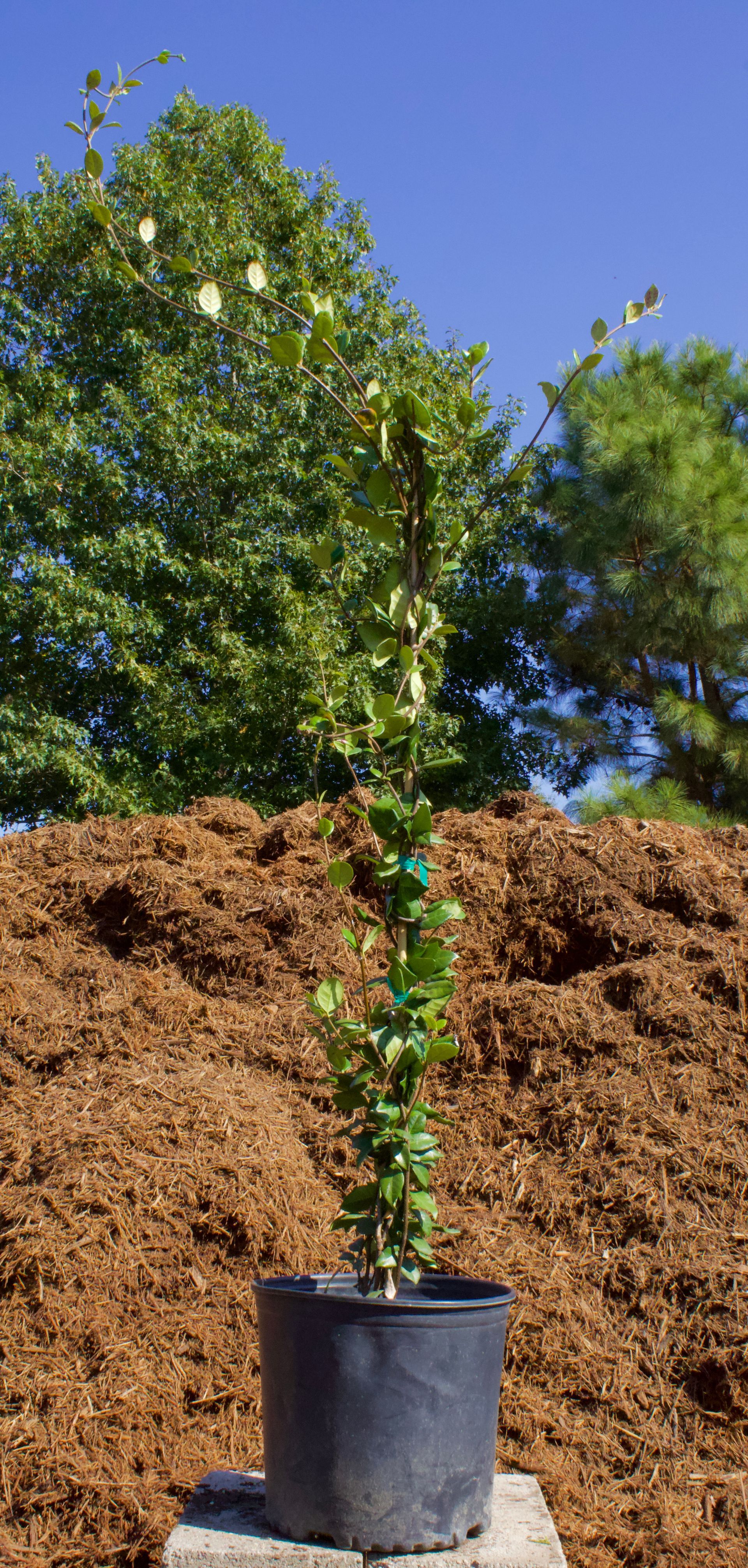 A small potted plant is sitting on top of a pile of mulch.