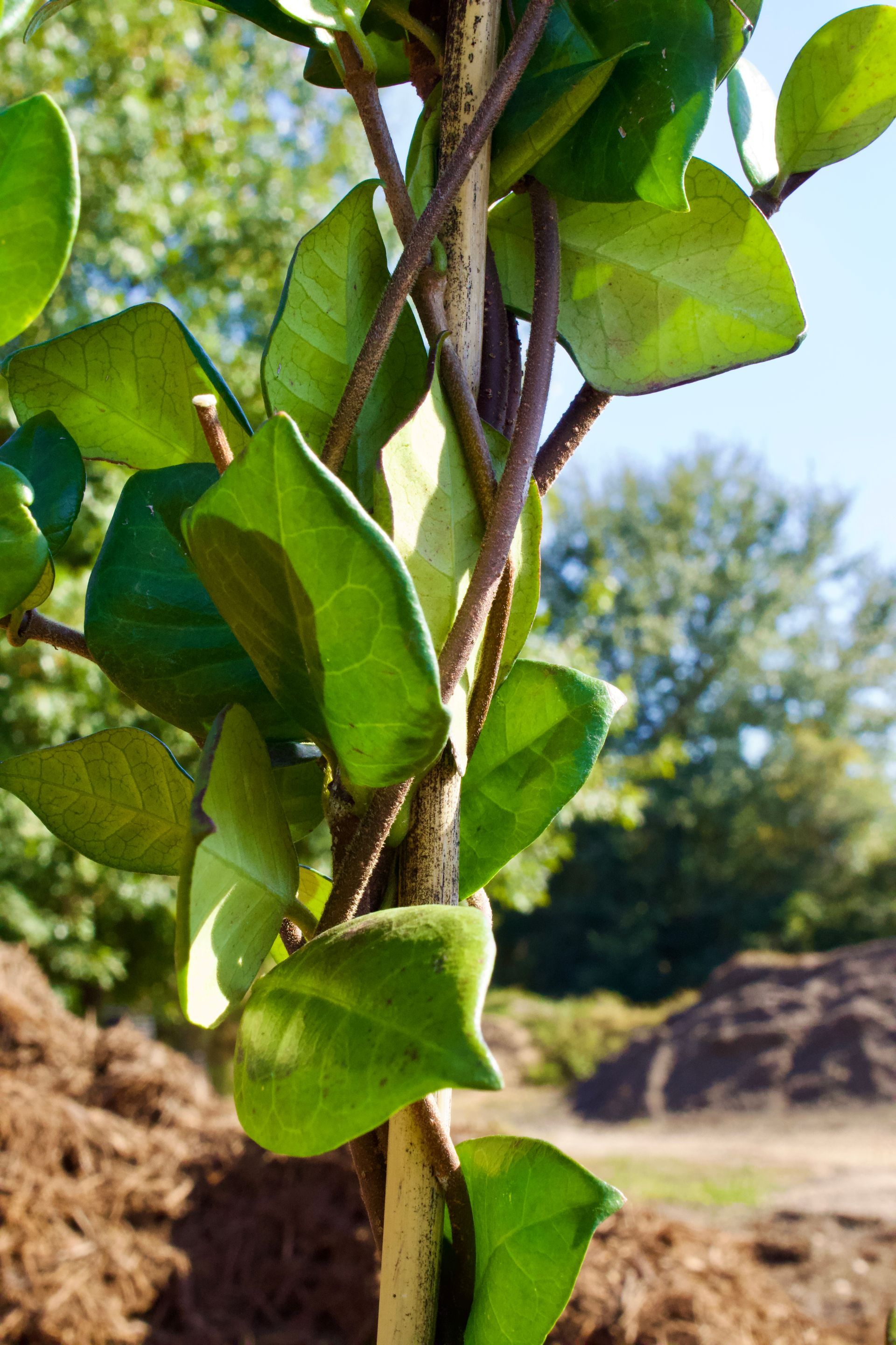 A close up of a tree with lots of green leaves on it.
