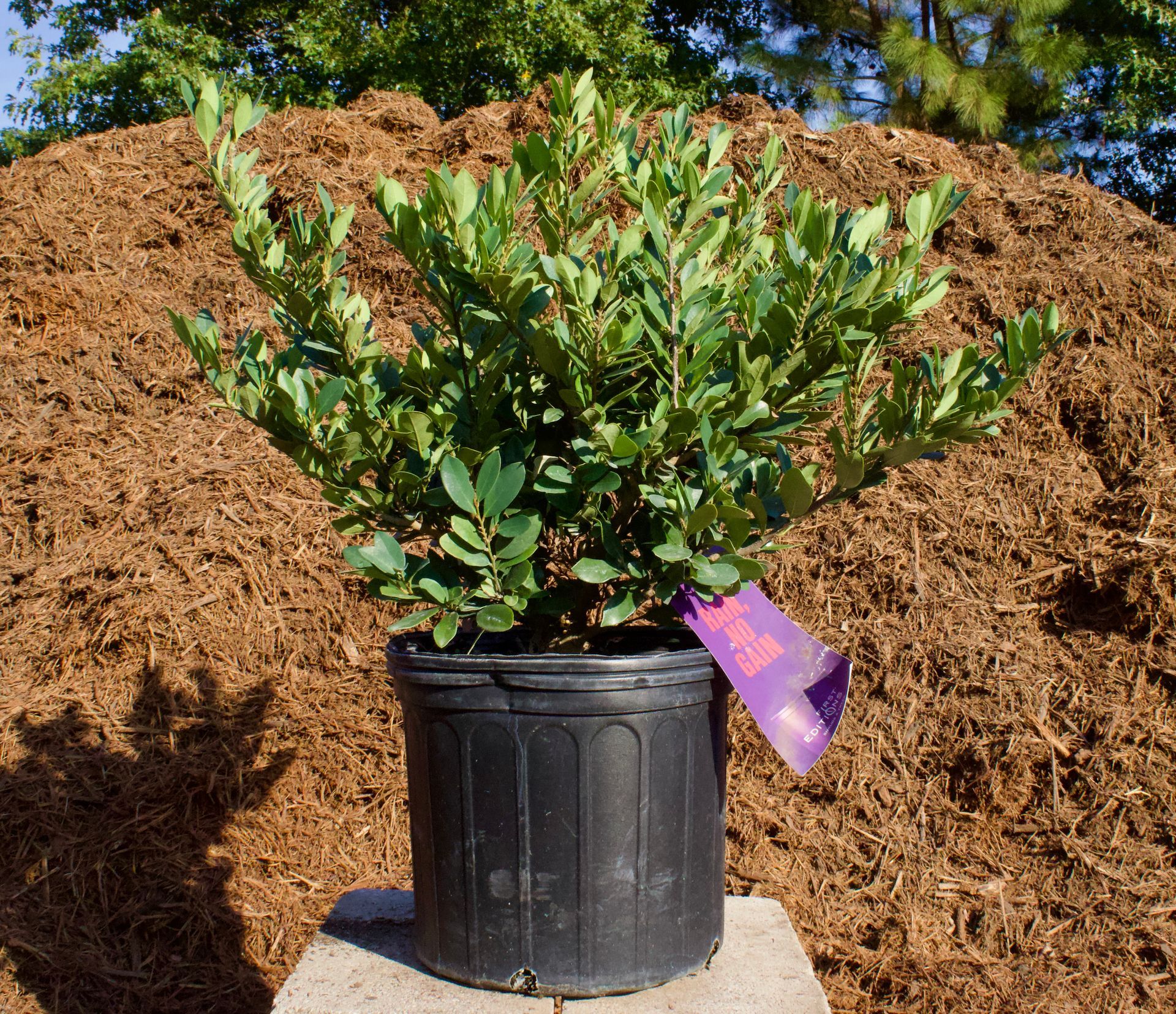 A plant in a black pot with a purple tag on it