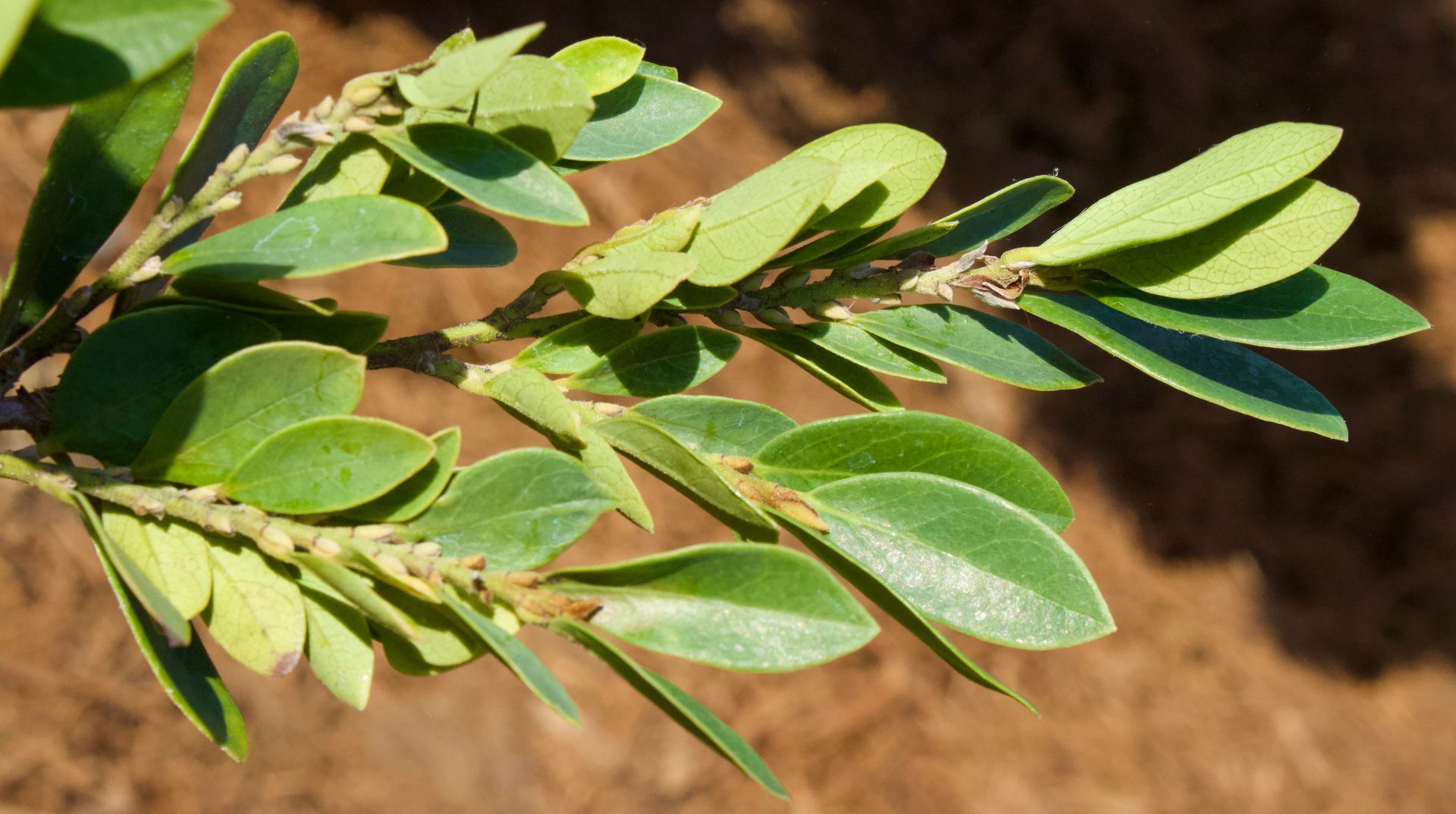 A close up of a tree branch with green leaves
