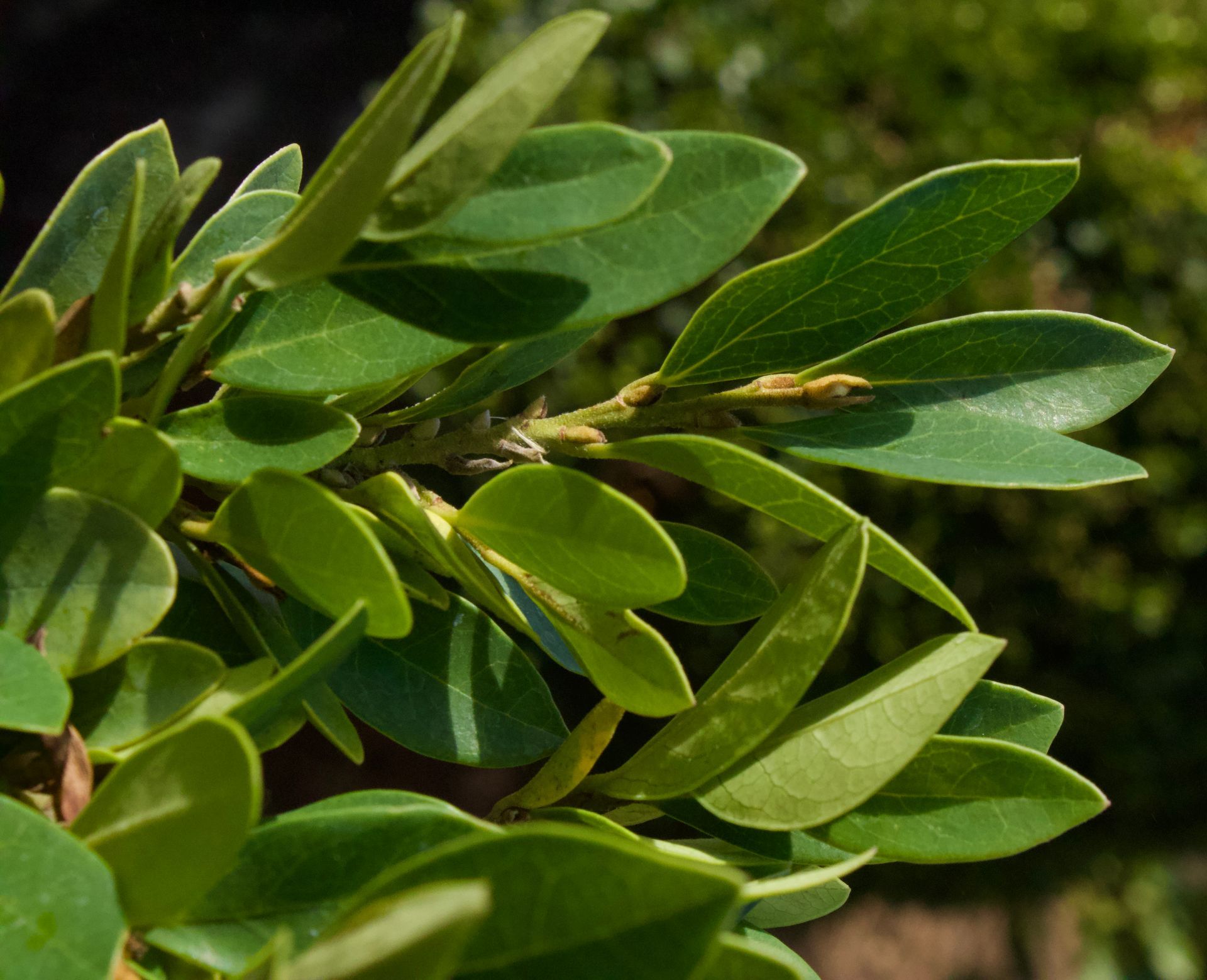 A close up of a plant with lots of green leaves