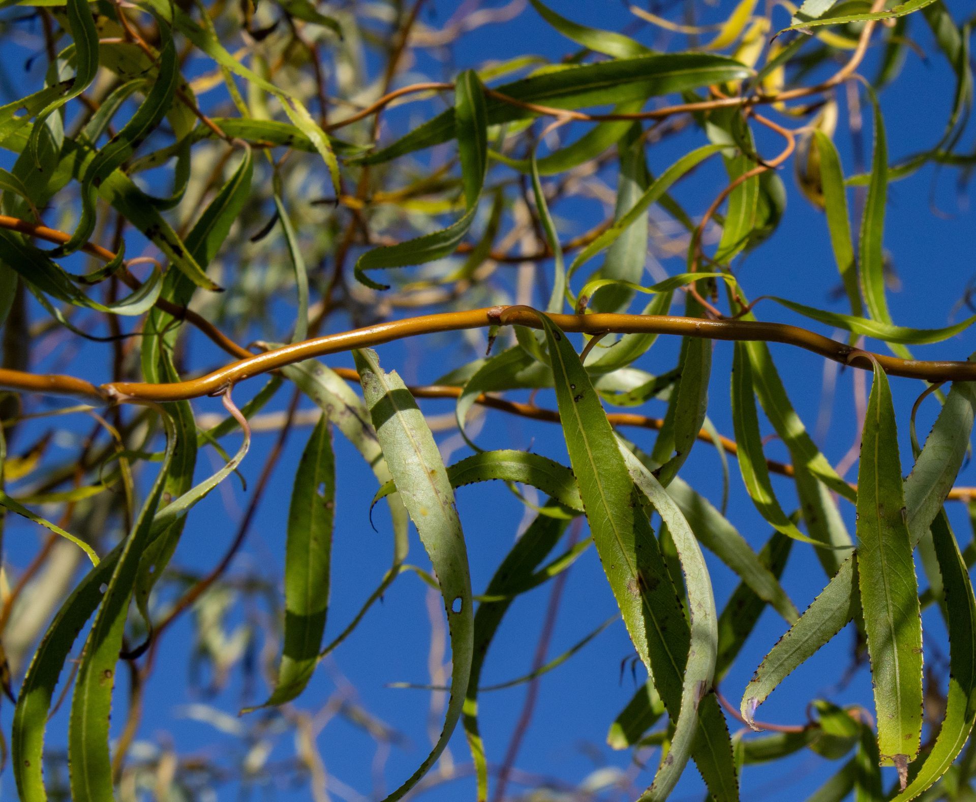 A tree with lots of green leaves against a blue sky