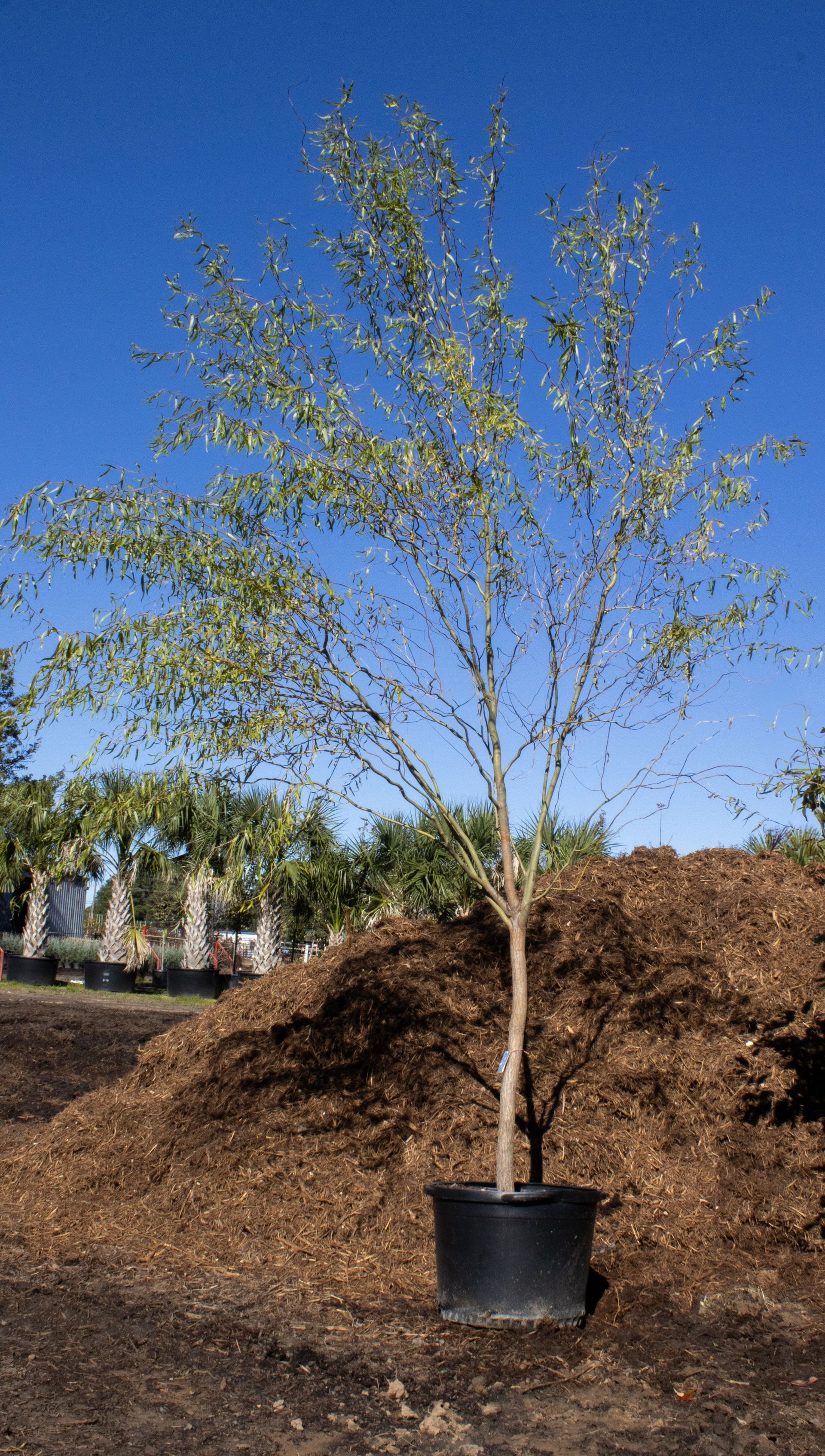 A large tree in a black pot is sitting in front of a pile of mulch.