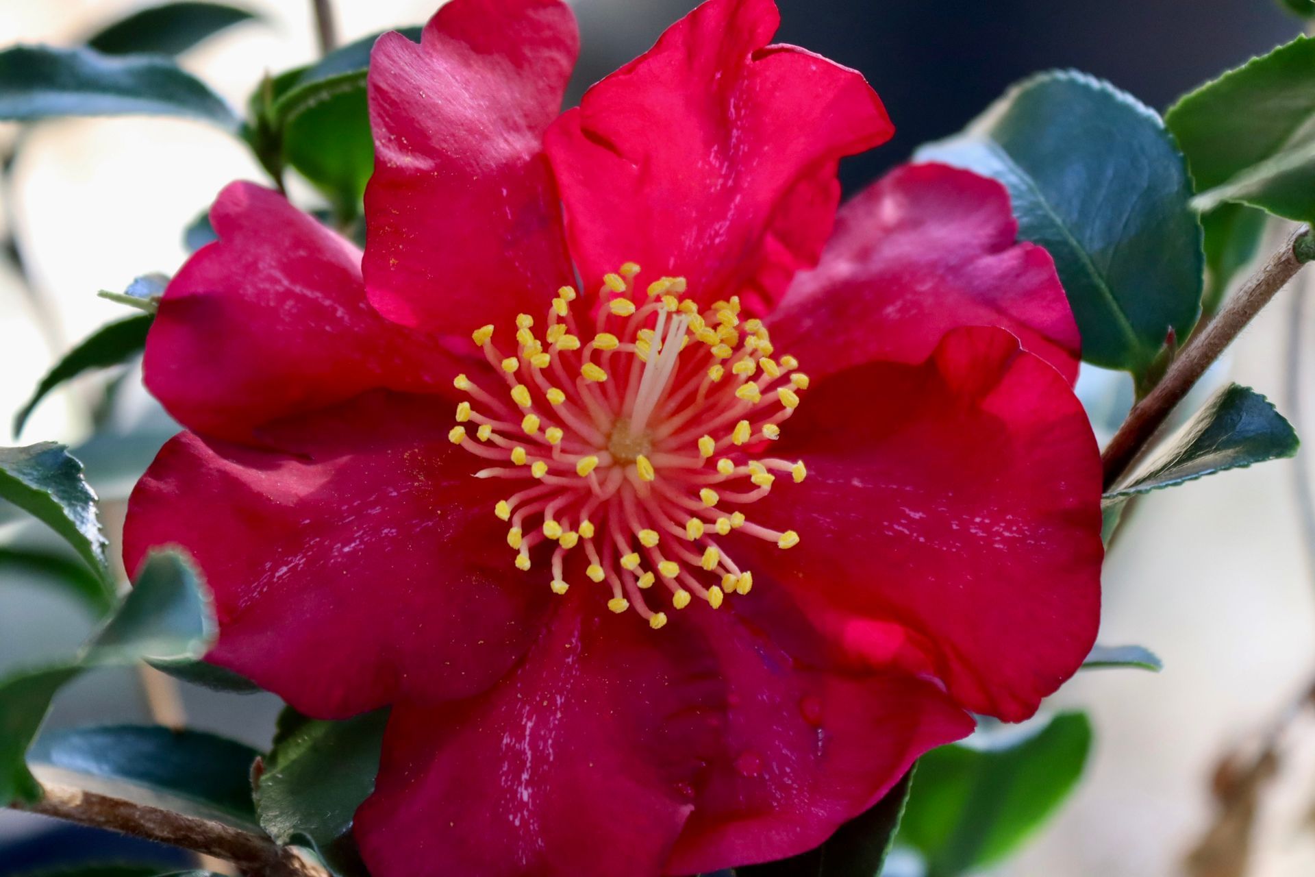 A close up of a red flower with a yellow center