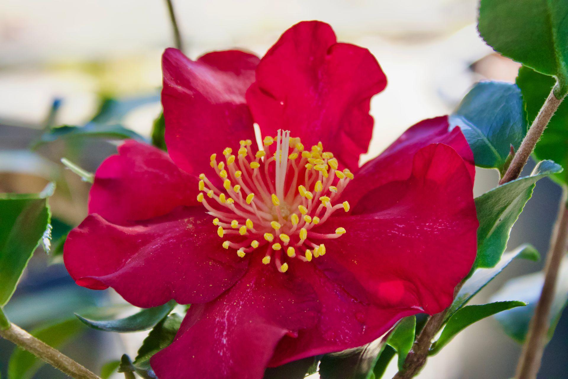 A close up of a red flower with a yellow center