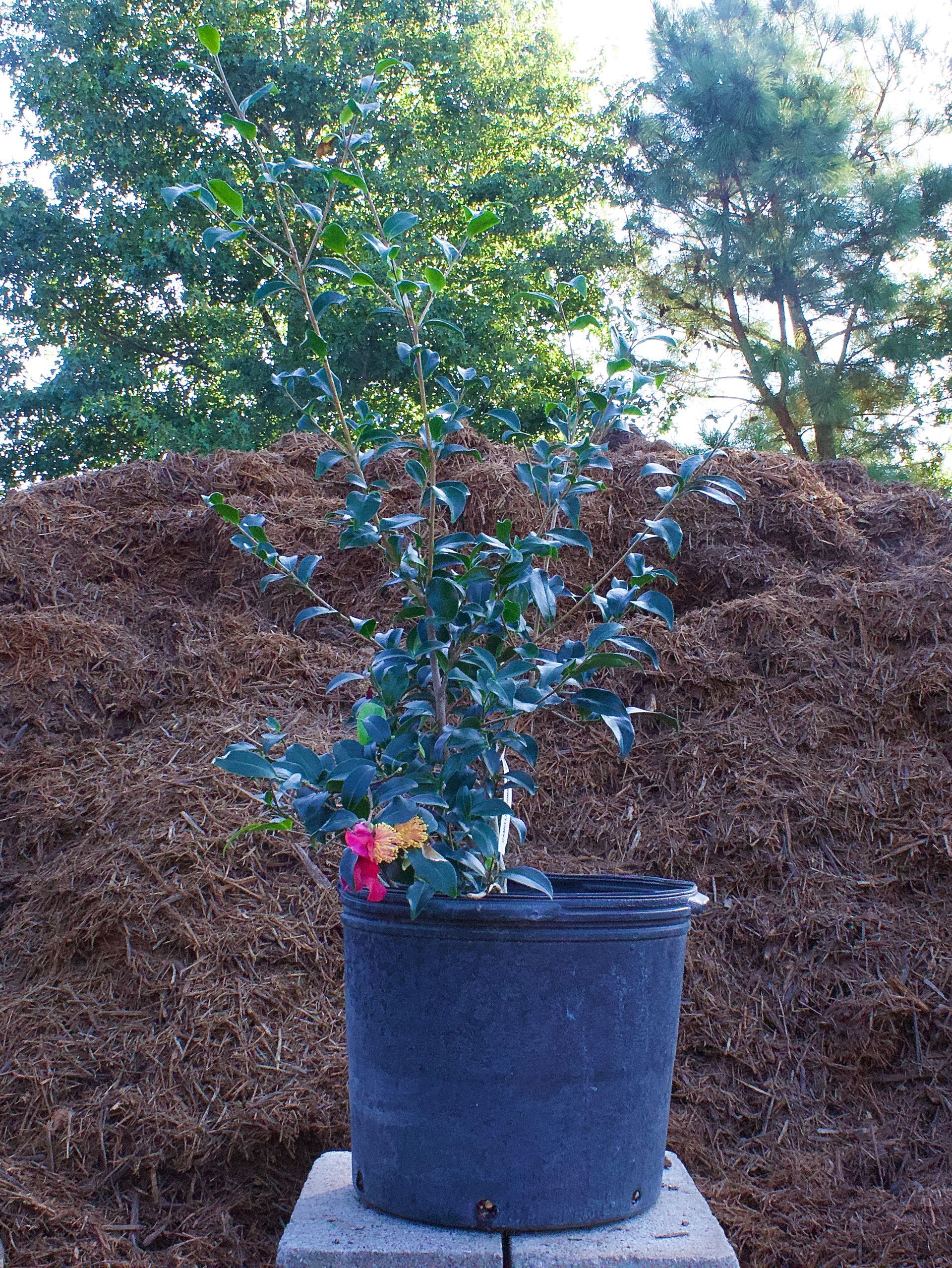 A potted plant is sitting on a block in front of a pile of mulch.