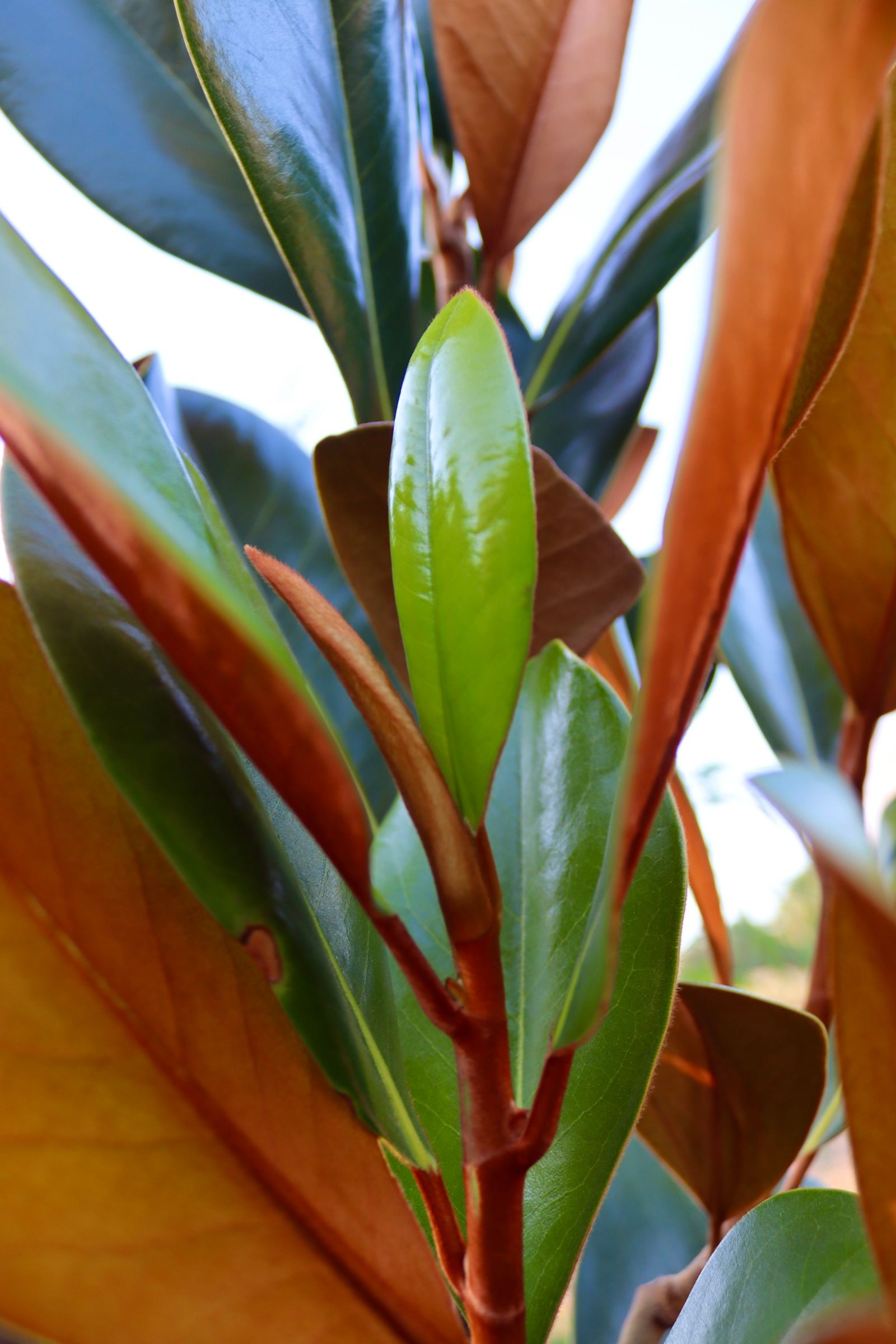A close up of a plant with green leaves and brown leaves