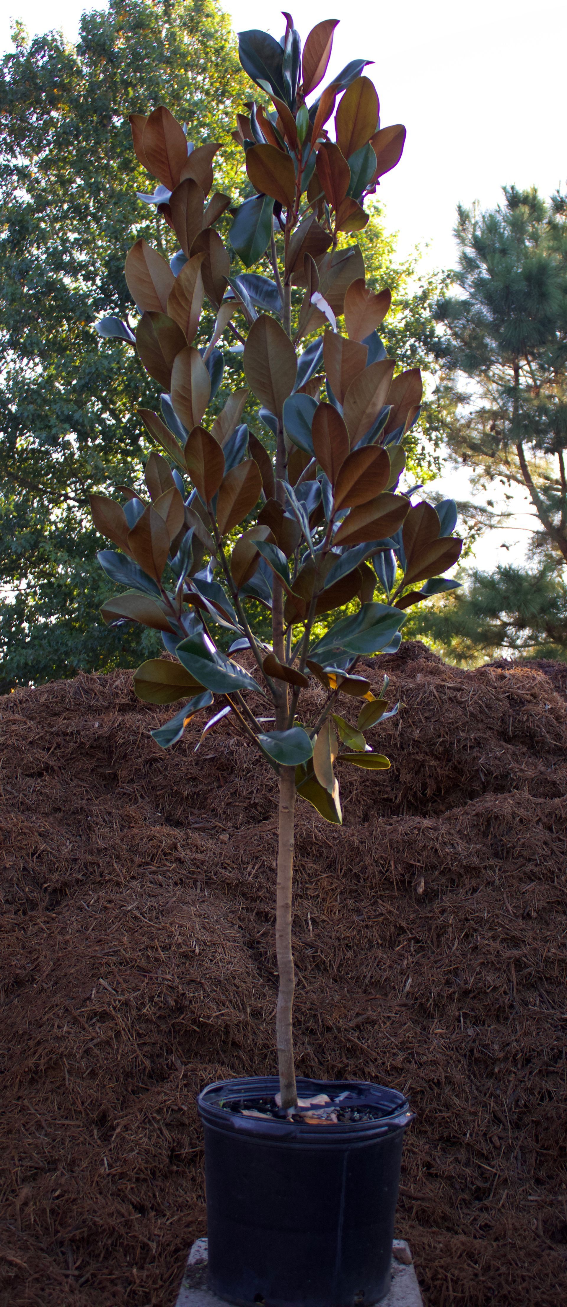 A magnolia tree in a black pot is sitting on top of a pile of mulch.