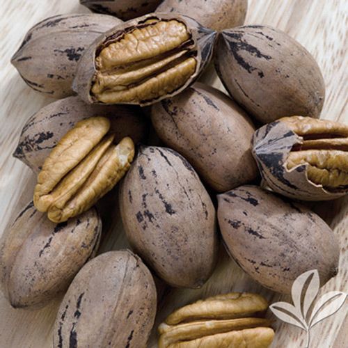 A green letter t on a white background.