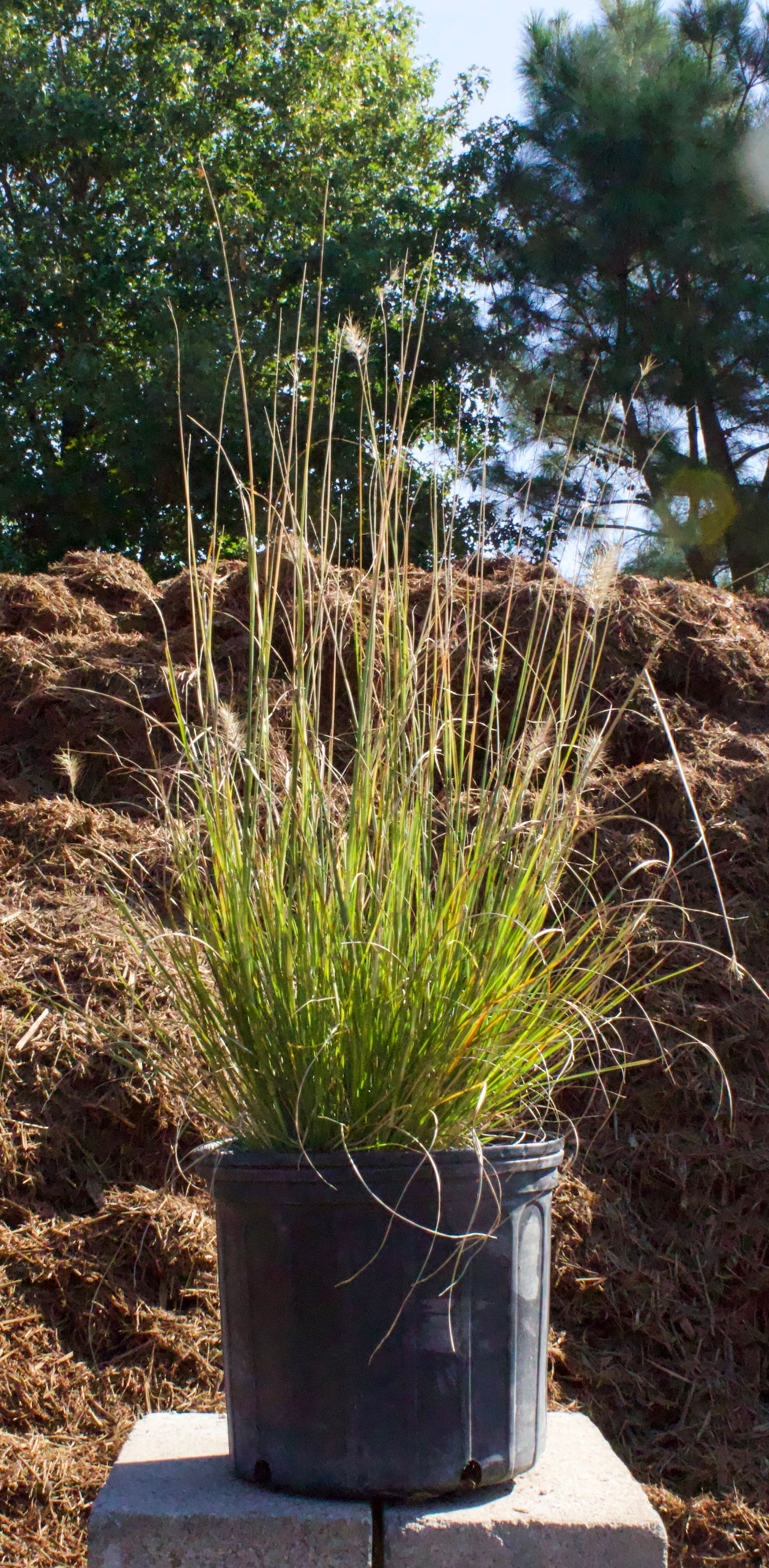 A potted plant is sitting on a block in front of a pile of mulch.