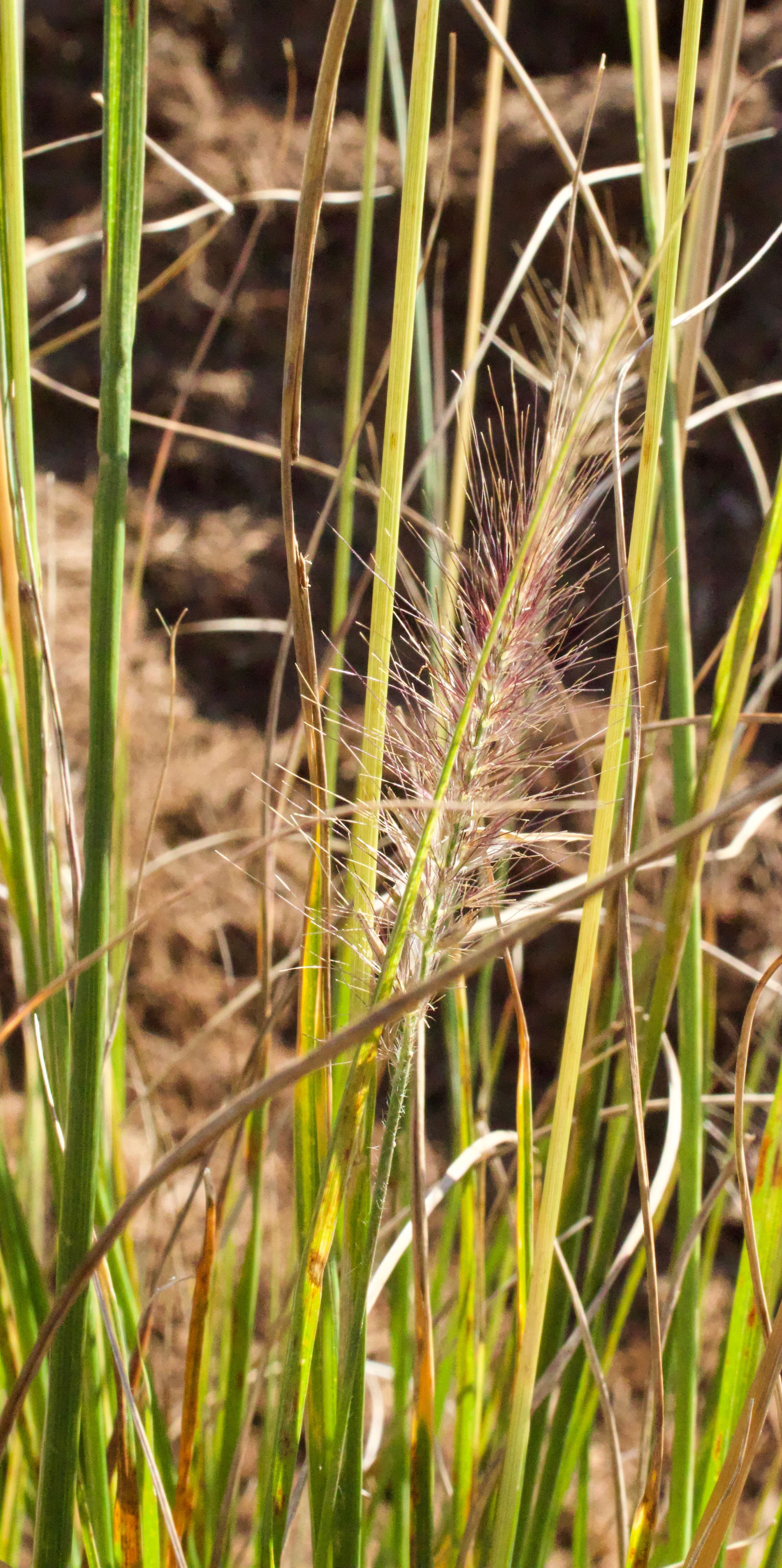 A close up of a plant with a feather in the middle of it.