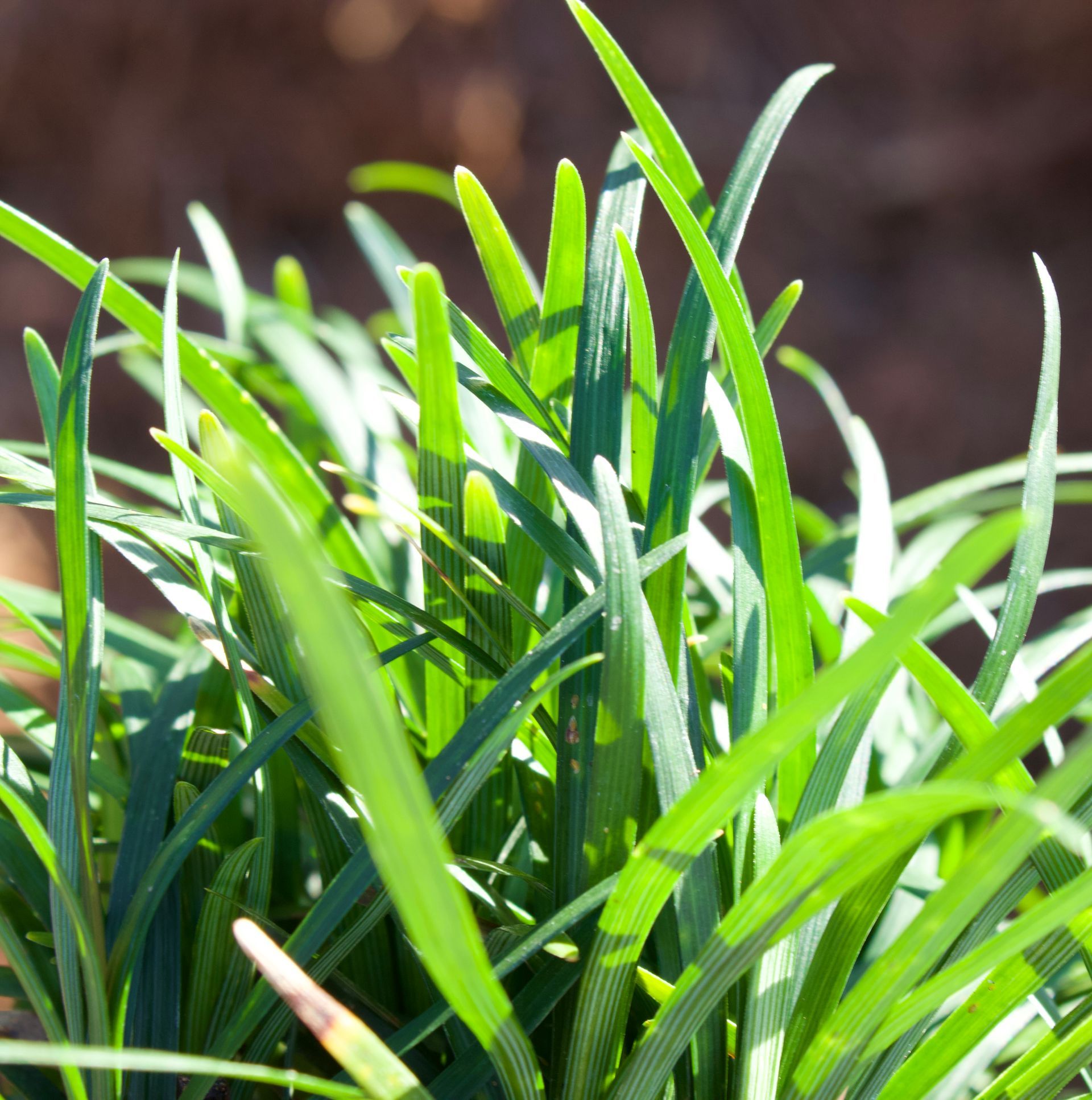 A close up of a plant with lots of green leaves